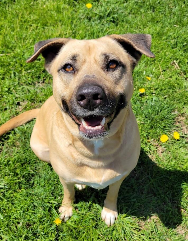Deja, a Adoptable mixed breed in Lisbon, OH image 6/6