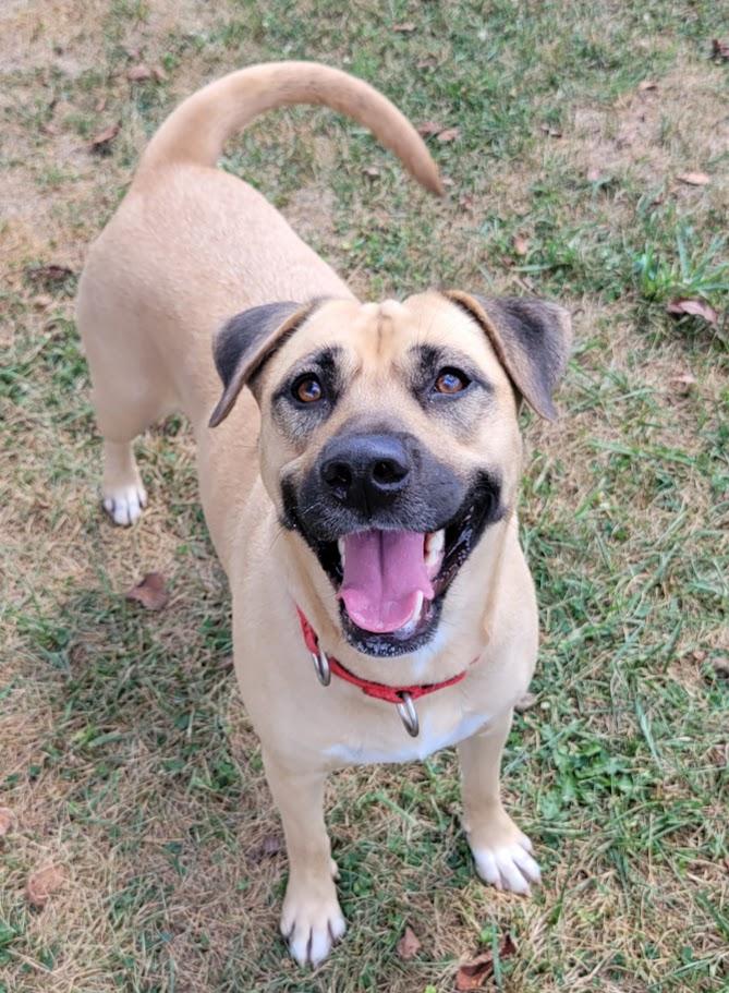 Deja, Adoptable, Young Female Black Mouth Cur.