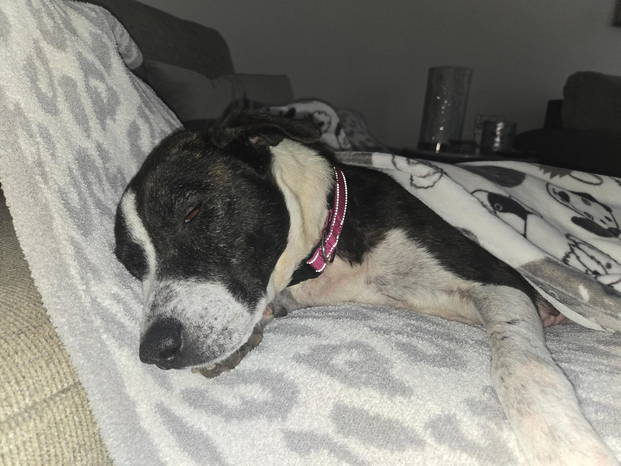 Enlarge Starlight, a Adoptable mixed breed in Austin, TX image 4/6