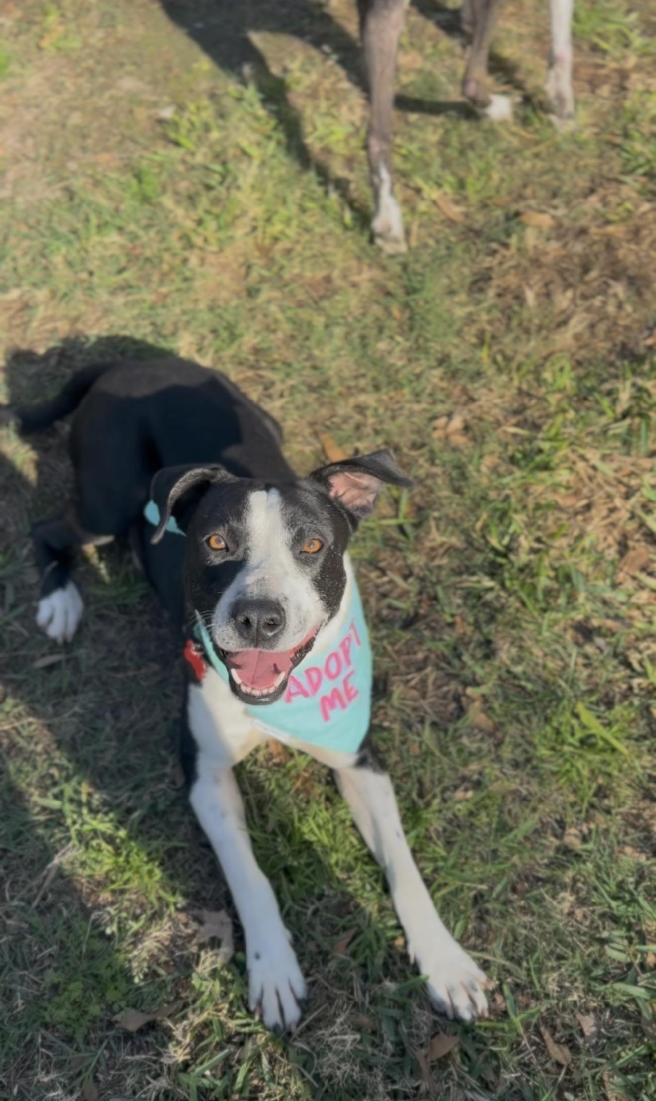 Enlarge Starlight, a Adoptable mixed breed in Austin, TX image 5/6