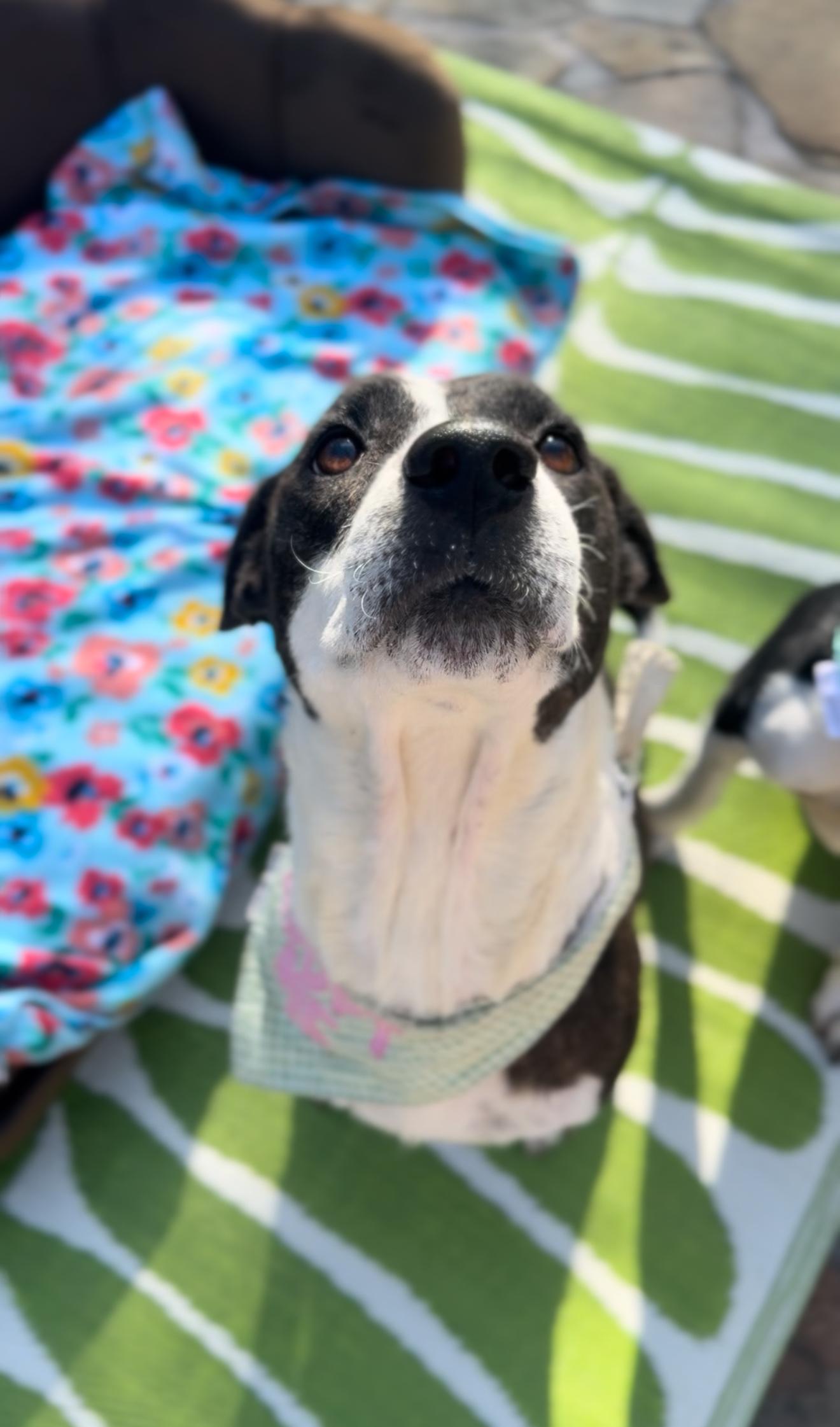 Enlarge Starlight, a Adoptable mixed breed in Austin, TX image 3/6