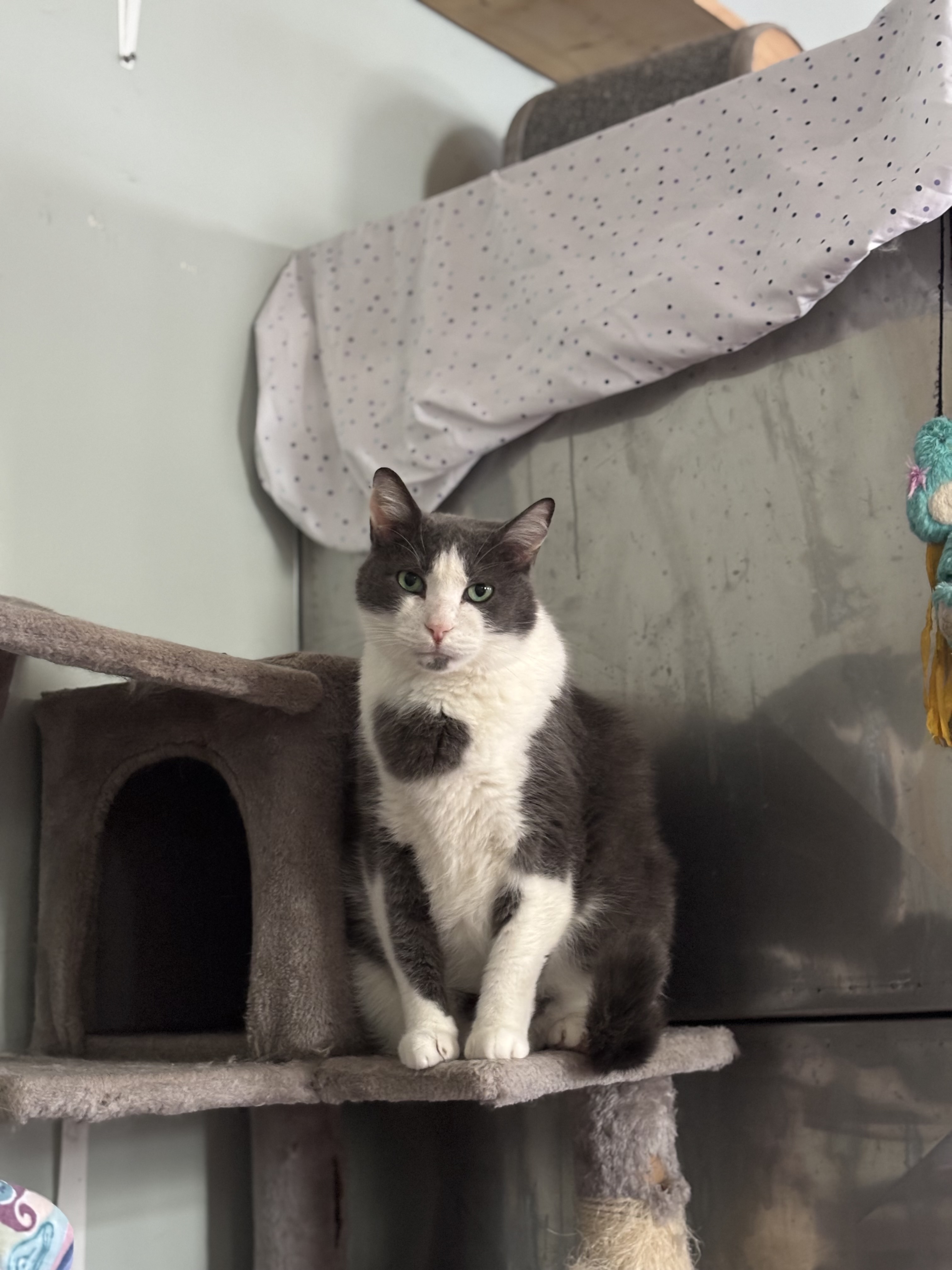 Enlarge Tito, an adoptable Domestic Short Hair in Anderson, IN image 1/2