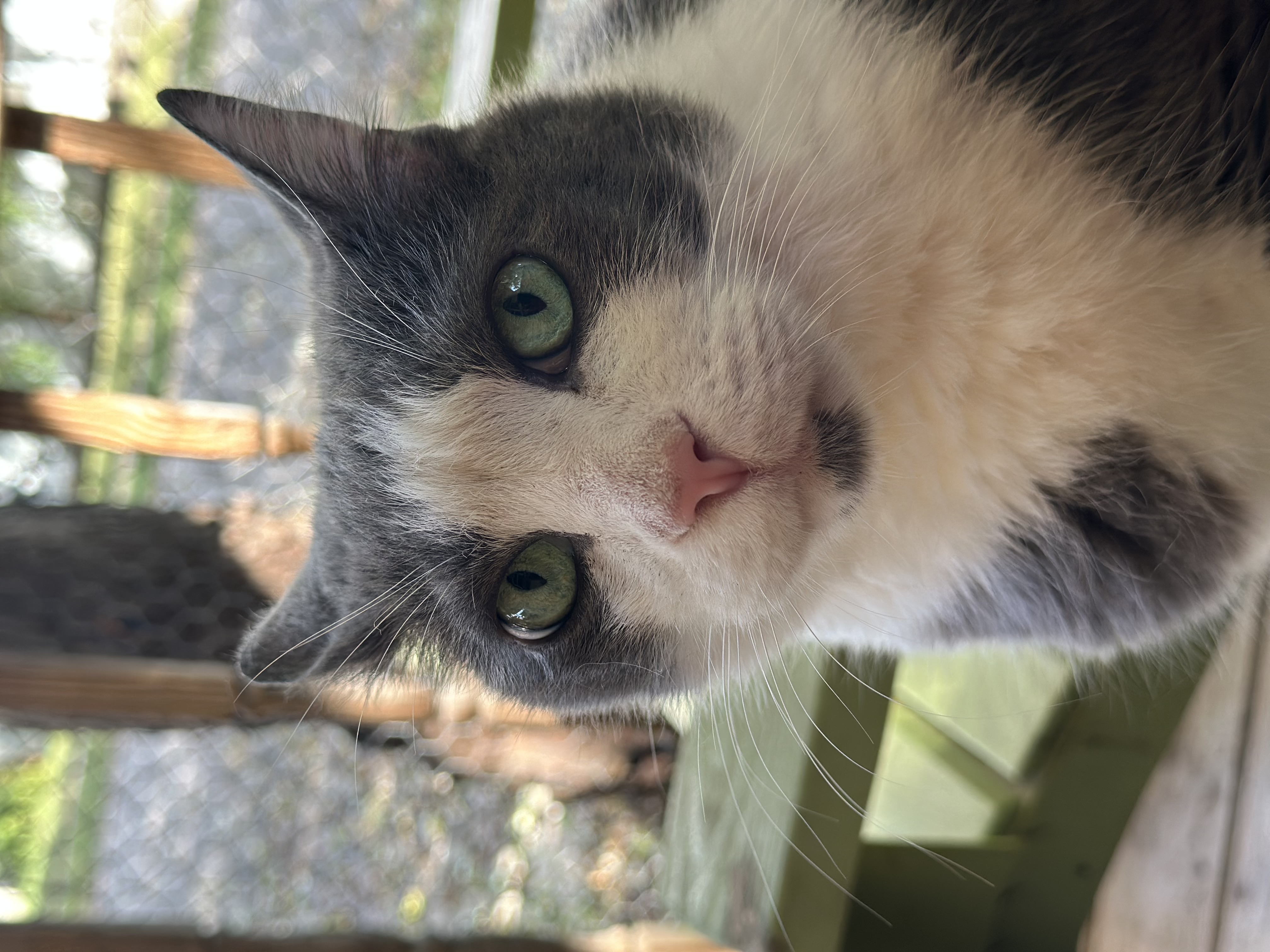 Enlarge Tito, an adoptable Domestic Short Hair in Anderson, IN image 2/2