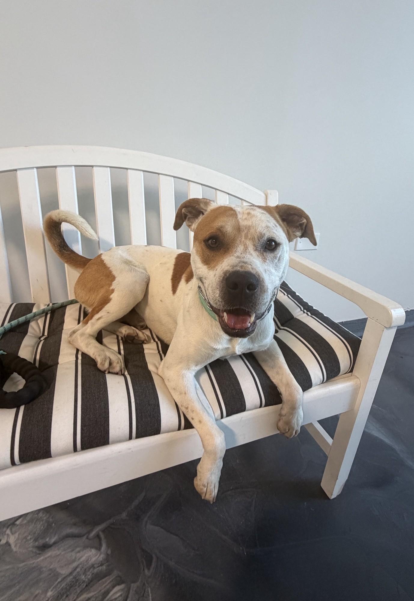 Pig-Pen, adoptable, Adult Male American Bully.