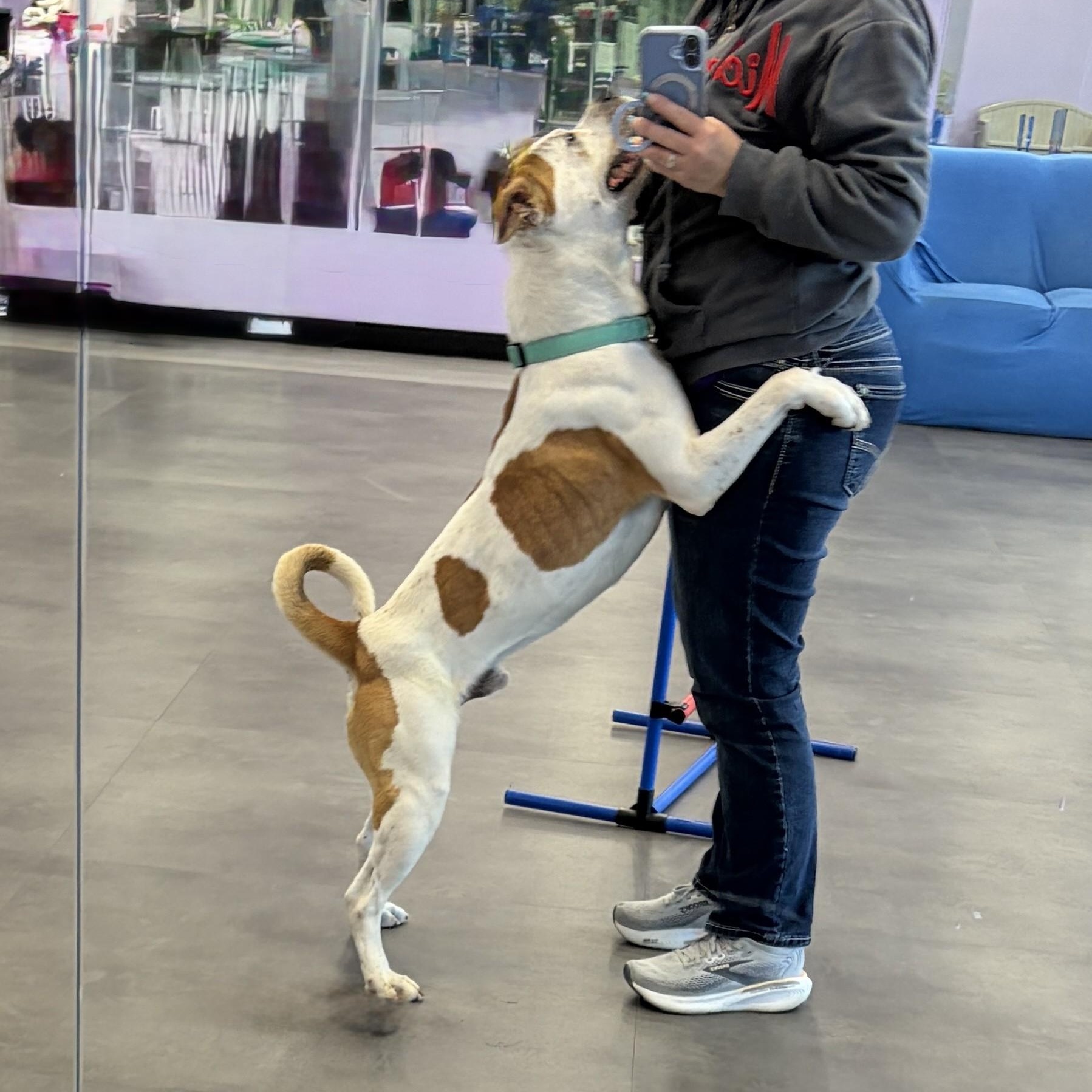 Pig-Pen, an adoptable American Bully in Aurora, IL image 3/3