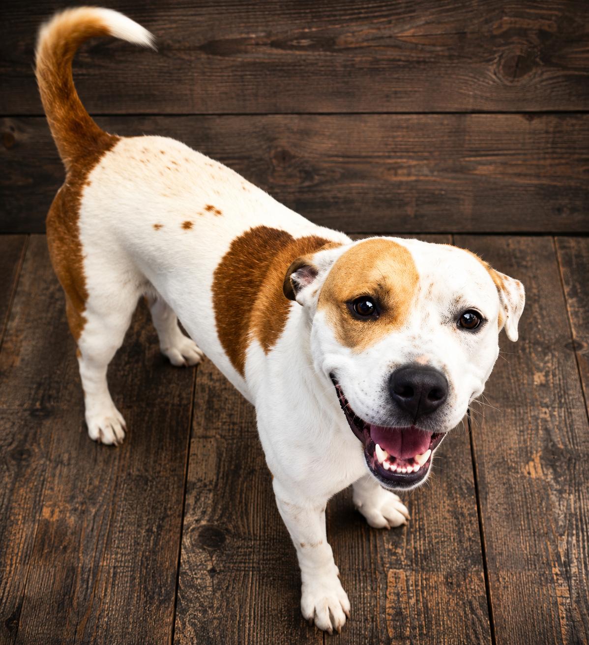Pig-Pen, an adoptable American Bully in Aurora, IL image 1/4