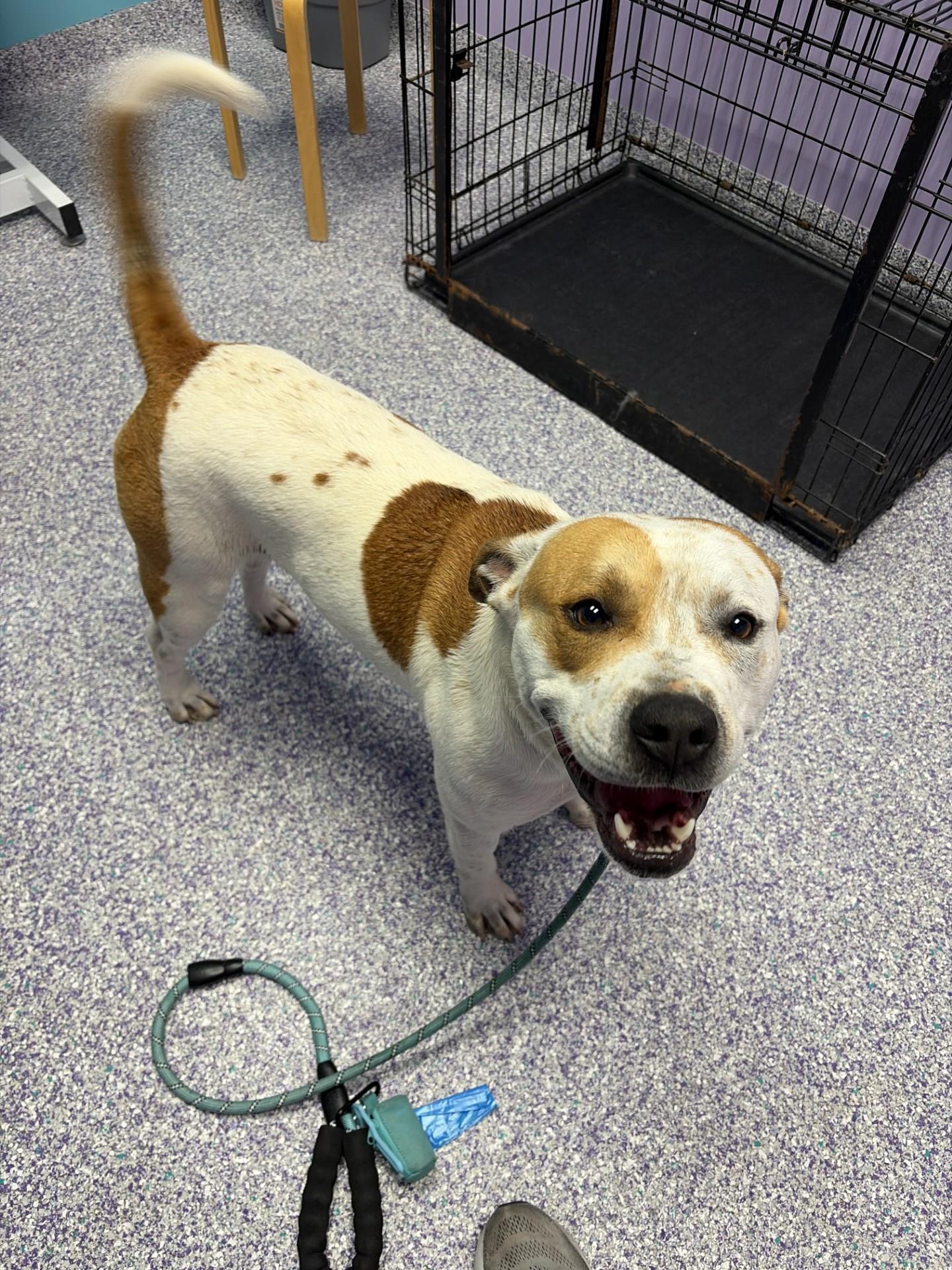 Pig-Pen, an adoptable American Bully in Aurora, IL image 2/3
