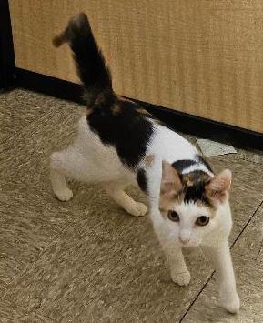 Enlarge Francine, a ADOPTABLE Calico in Tulsa, OK image 3/3