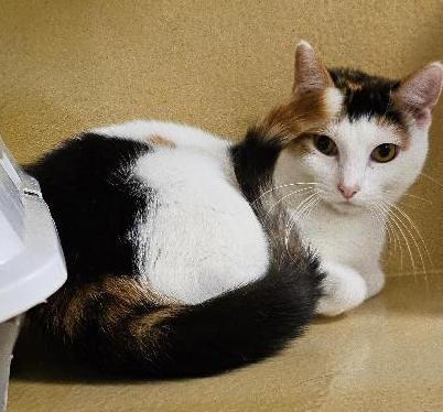 Enlarge Francine, a ADOPTABLE Calico in Tulsa, OK image 2/3