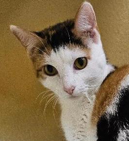Francine, ADOPTABLE, Young Female Calico.