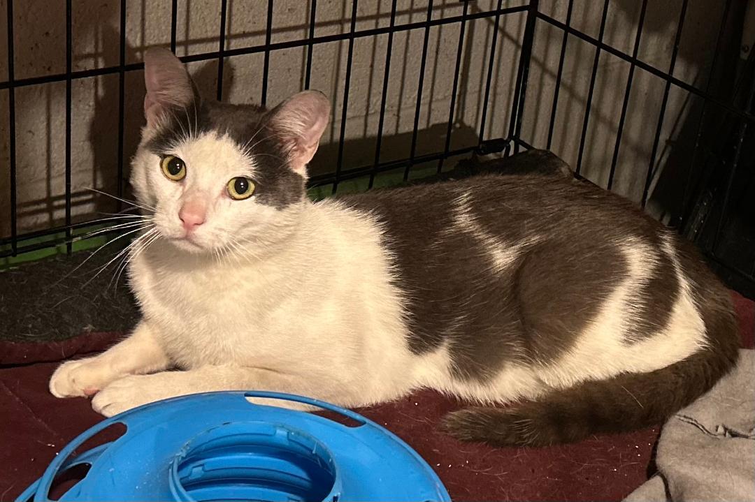 Enlarge Reese, a ADOPTABLE Domestic Short Hair in Sayreville, NJ image 2/3