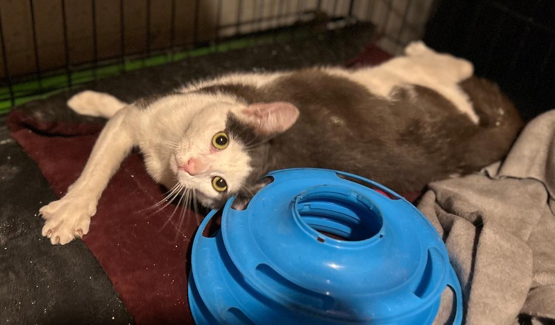 Enlarge Reese, a ADOPTABLE Domestic Short Hair in Sayreville, NJ image 3/3