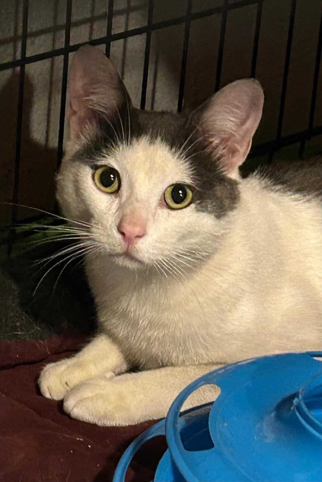 Reese, ADOPTABLE, Adult Male Domestic Short Hair.