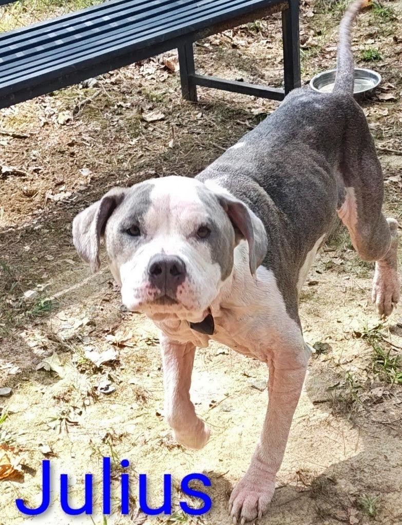 Enlarge Julius, a Adoptable Pit Bull Terrier in Mena, AR image 1/1