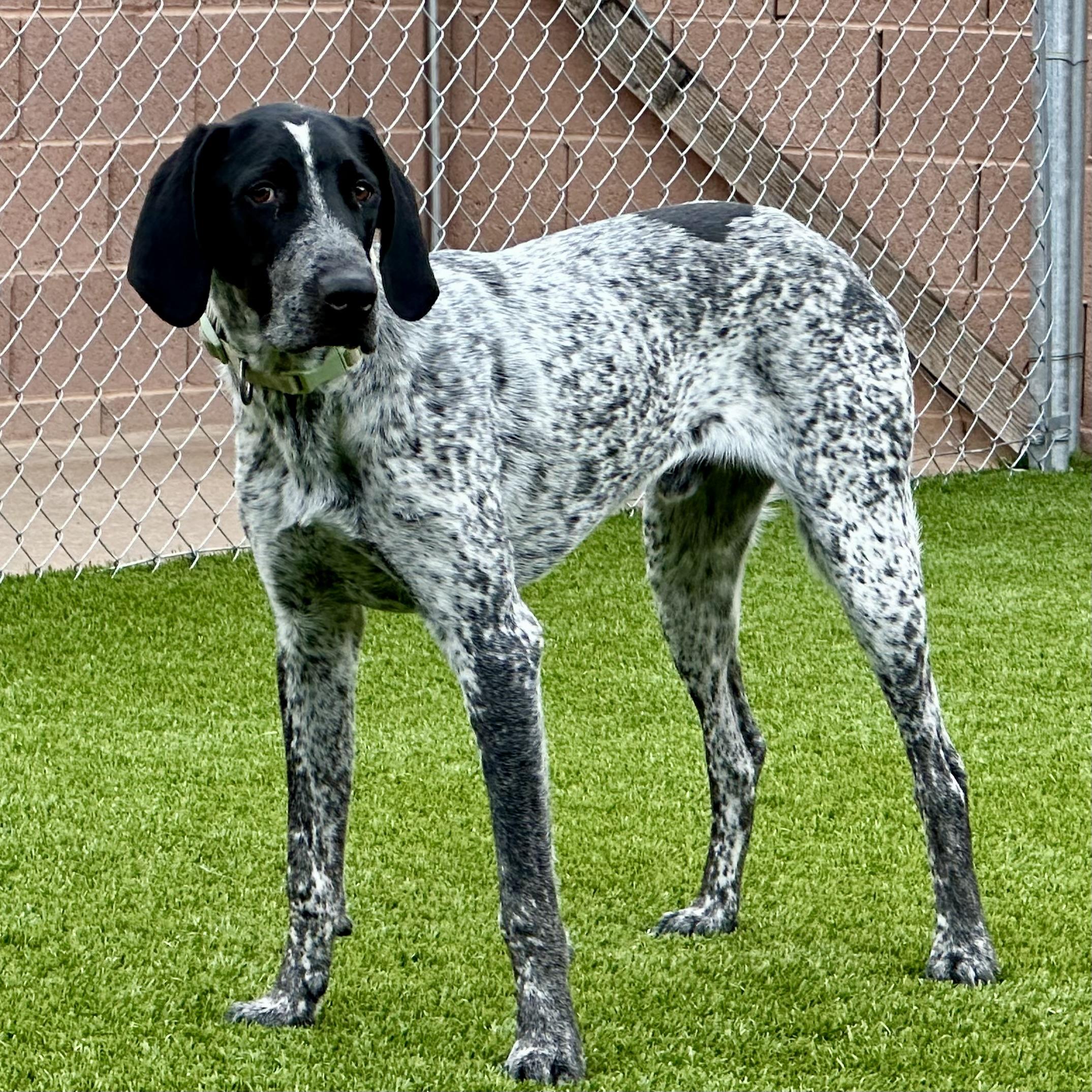 Jasper, ADOPTABLE, Young Male Coonhound & German Shorthaired Pointer.