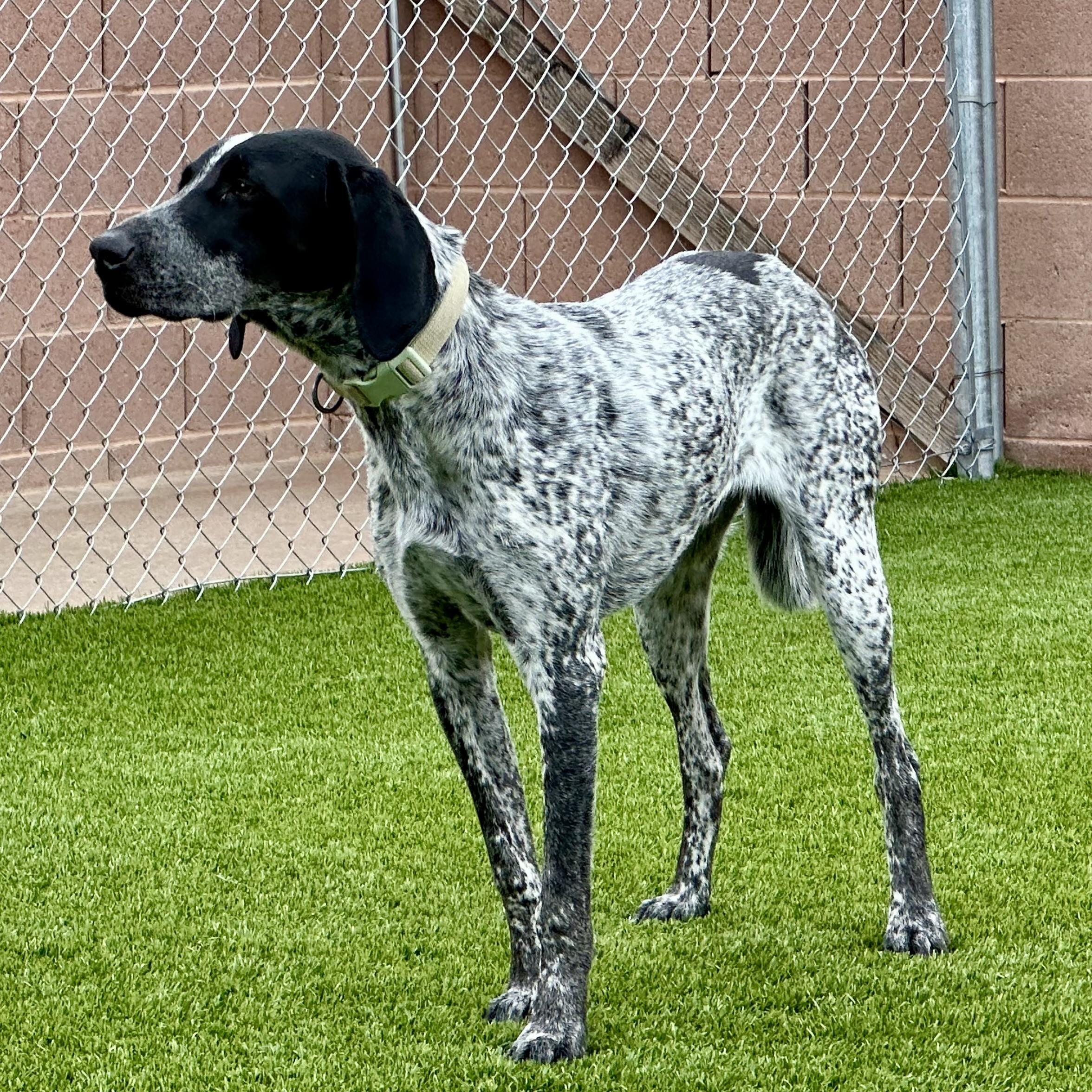 Enlarge Jasper, a ADOPTABLE mixed breed in Mesquite, NV image 3/3