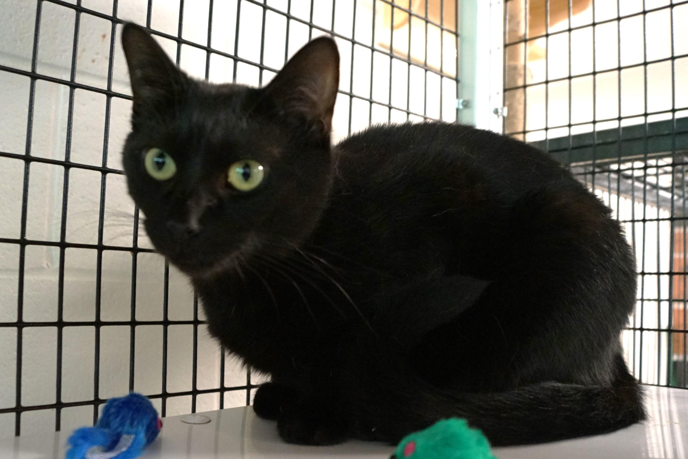 Rhythm, a Adoptable Domestic Short Hair in New Milford, CT image 4/6