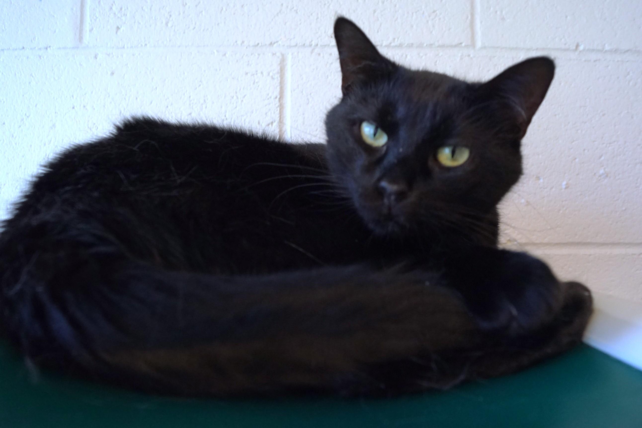 Rhythm, a Adoptable Domestic Short Hair in New Milford, CT image 2/6
