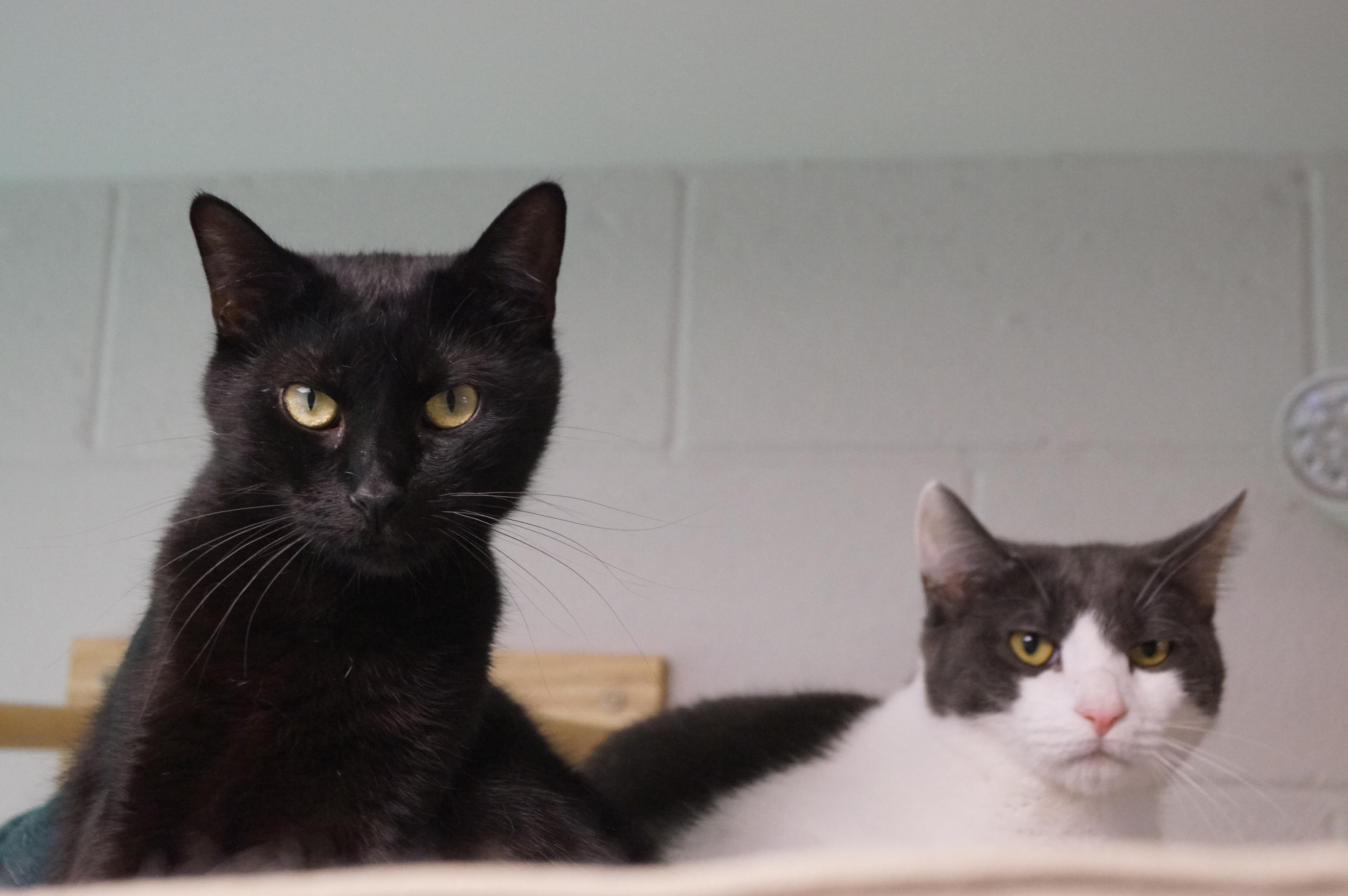 Rhythm, a Adoptable Domestic Short Hair in New Milford, CT image 3/6