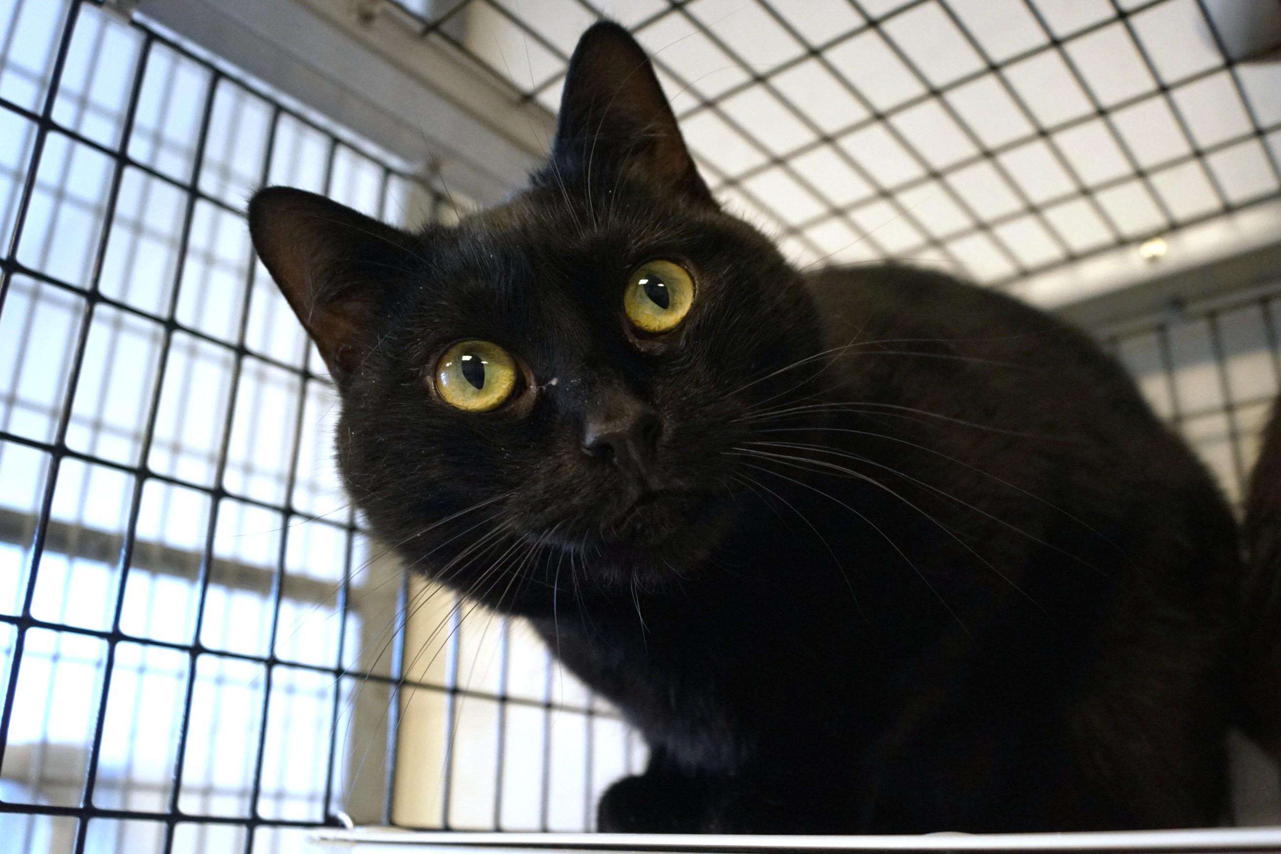 Rhythm, a Adoptable Domestic Short Hair in New Milford, CT image 1/6
