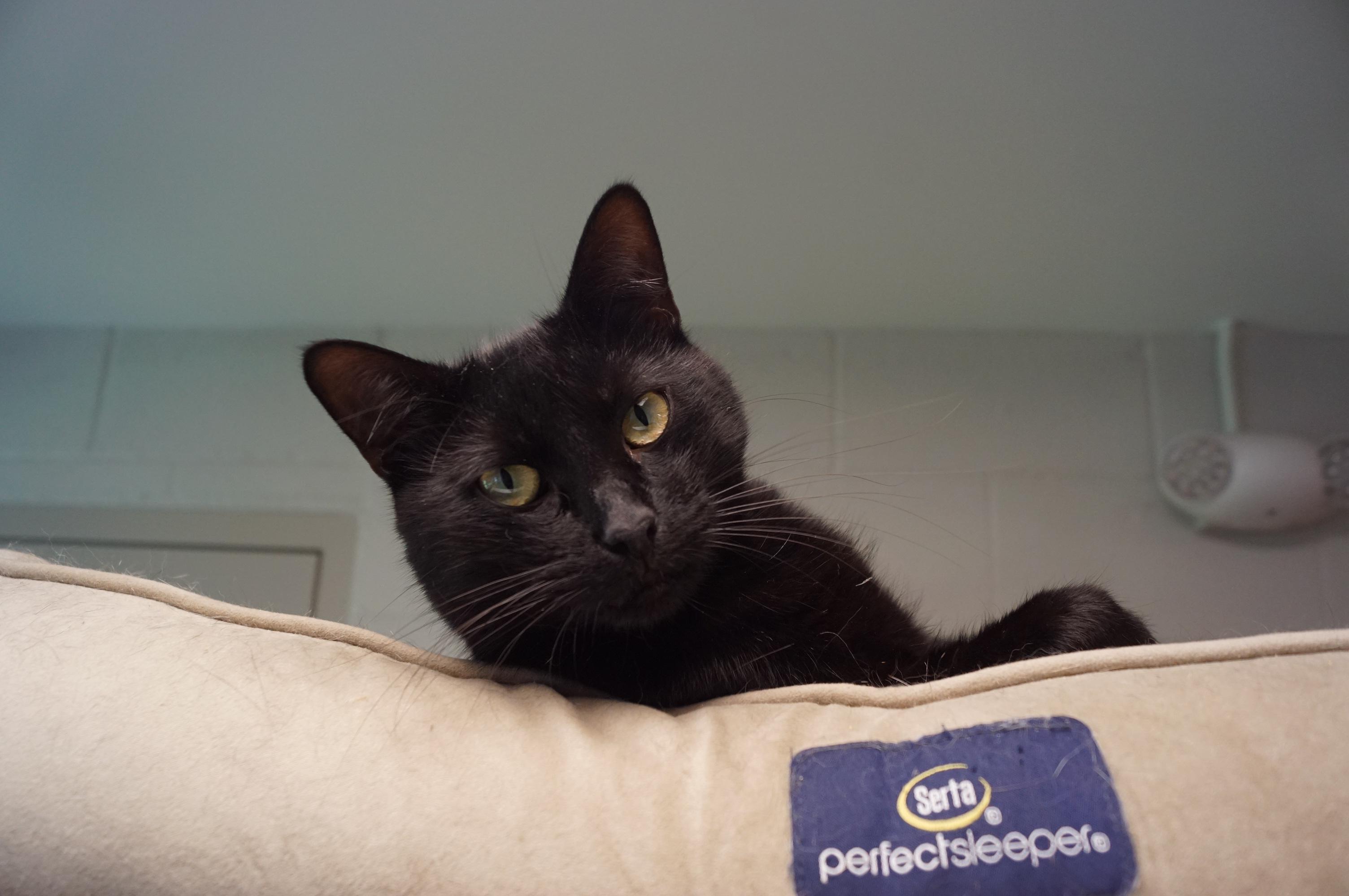 Rhythm, a Adoptable Domestic Short Hair in New Milford, CT image 1/6