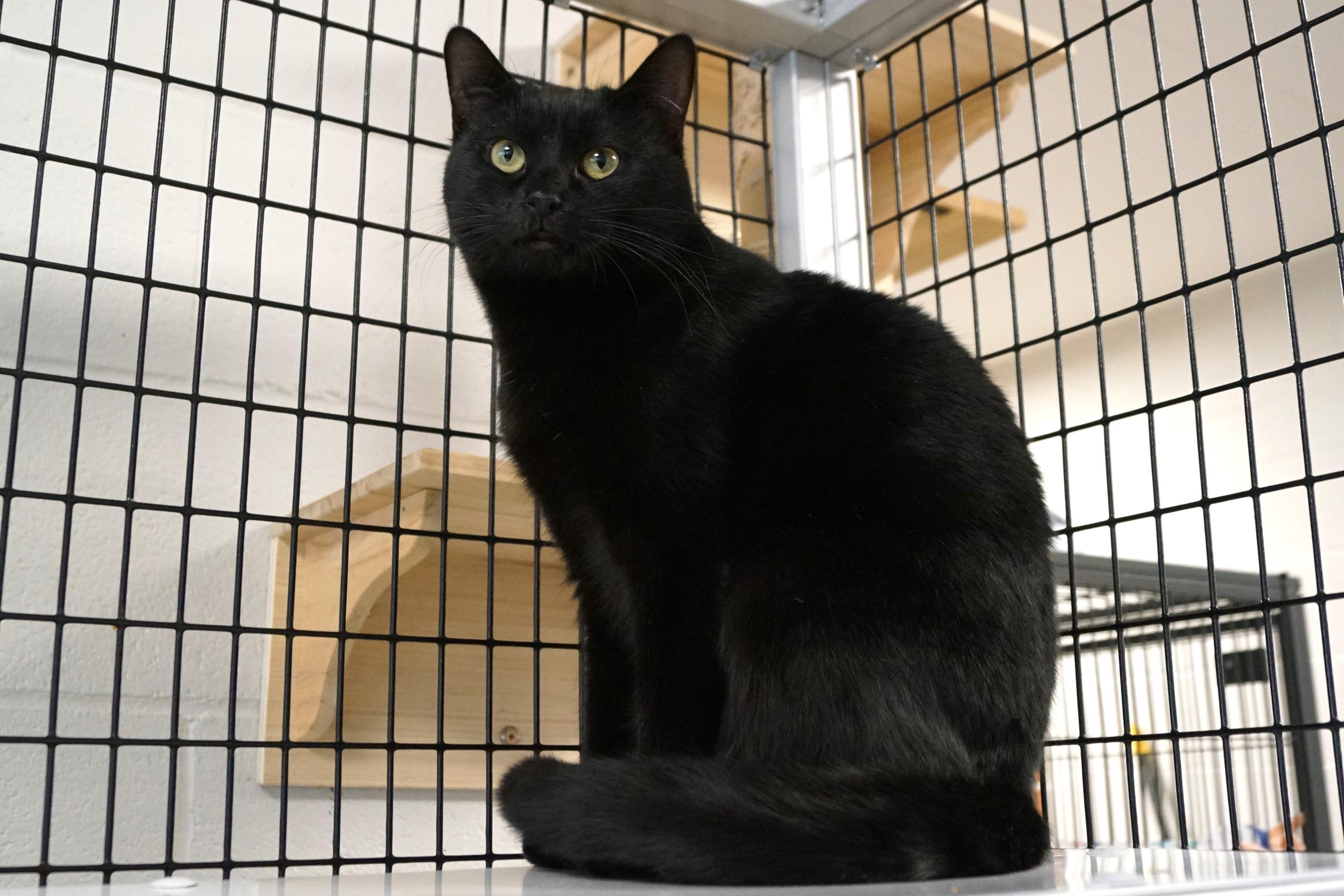Rhythm, a Adoptable Domestic Short Hair in New Milford, CT image 5/6