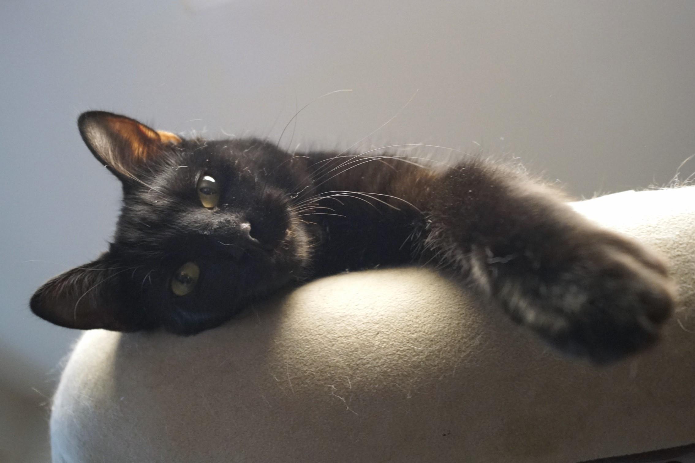 Rhythm, a Adoptable Domestic Short Hair in New Milford, CT image 5/6