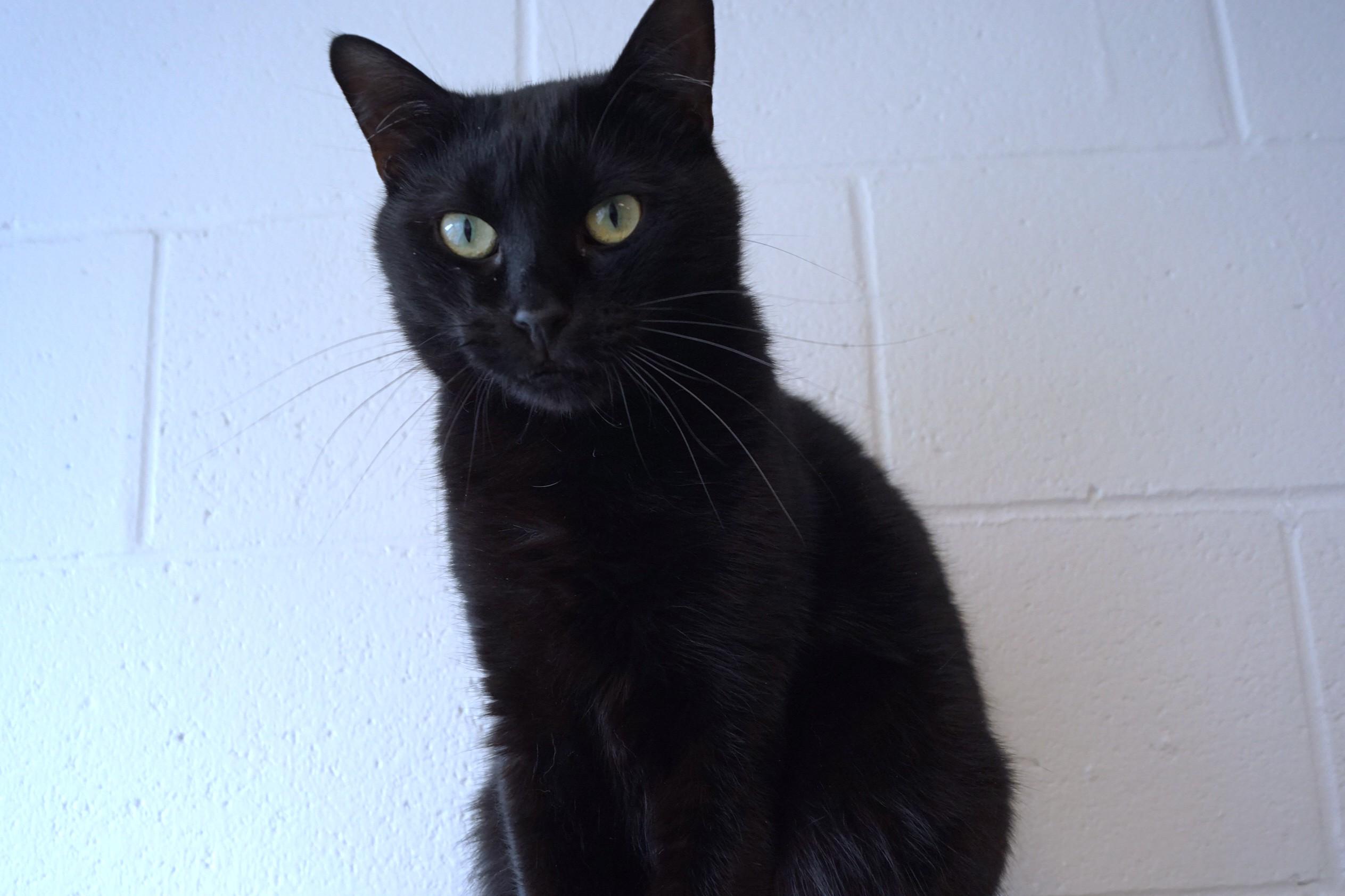 Rhythm, a Adoptable Domestic Short Hair in New Milford, CT image 4/6