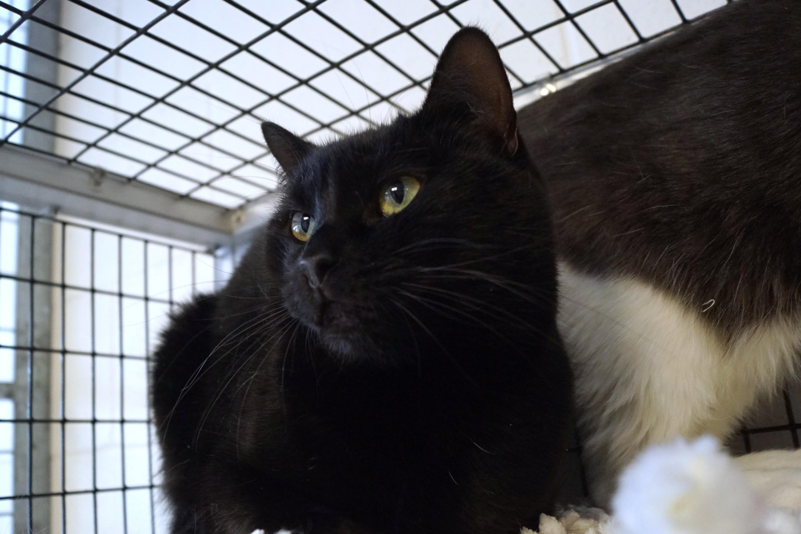 Rhythm, a Adoptable Domestic Short Hair in New Milford, CT image 3/6