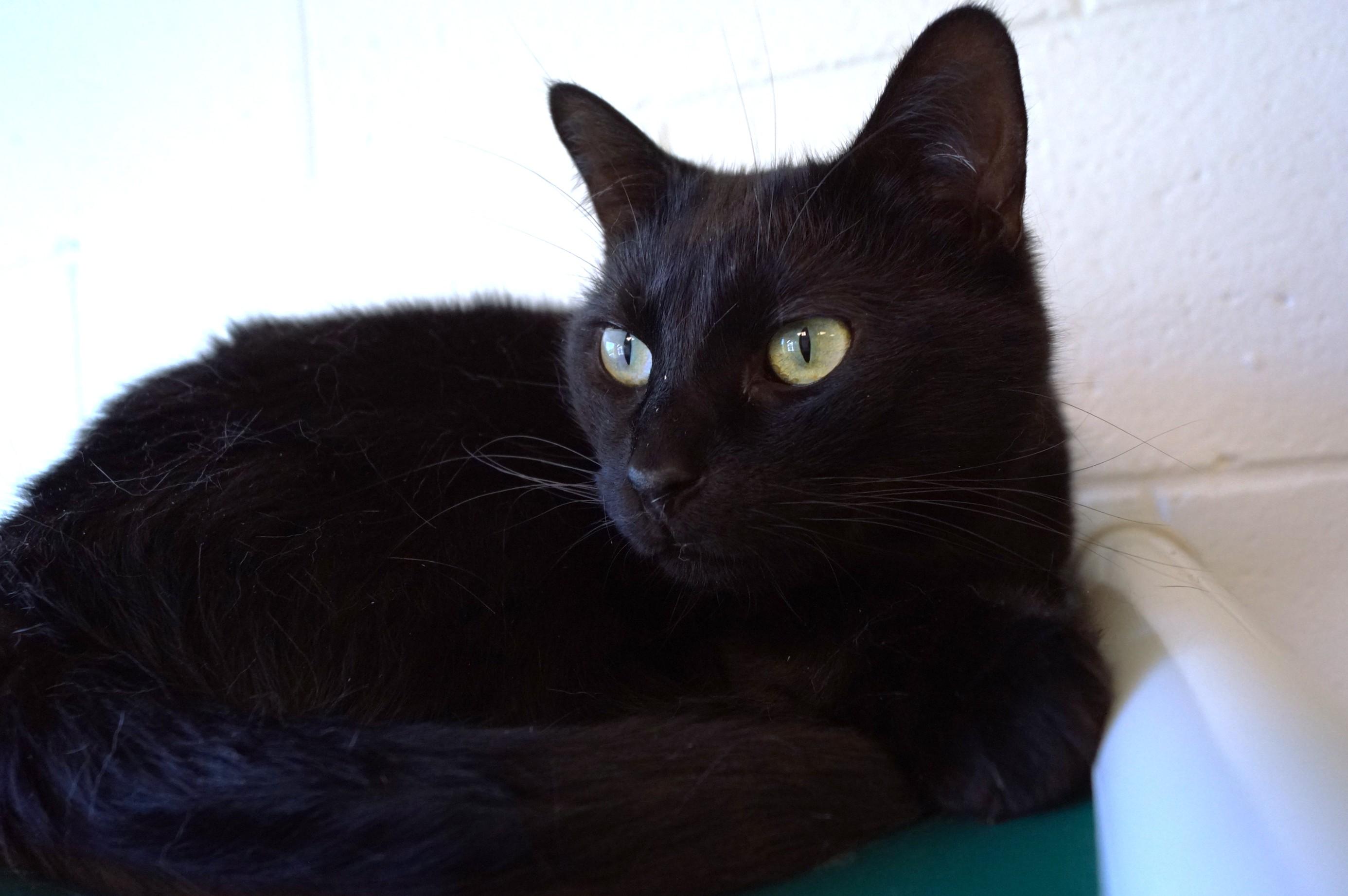 Rhythm, a Adoptable Domestic Short Hair in New Milford, CT image 6/6