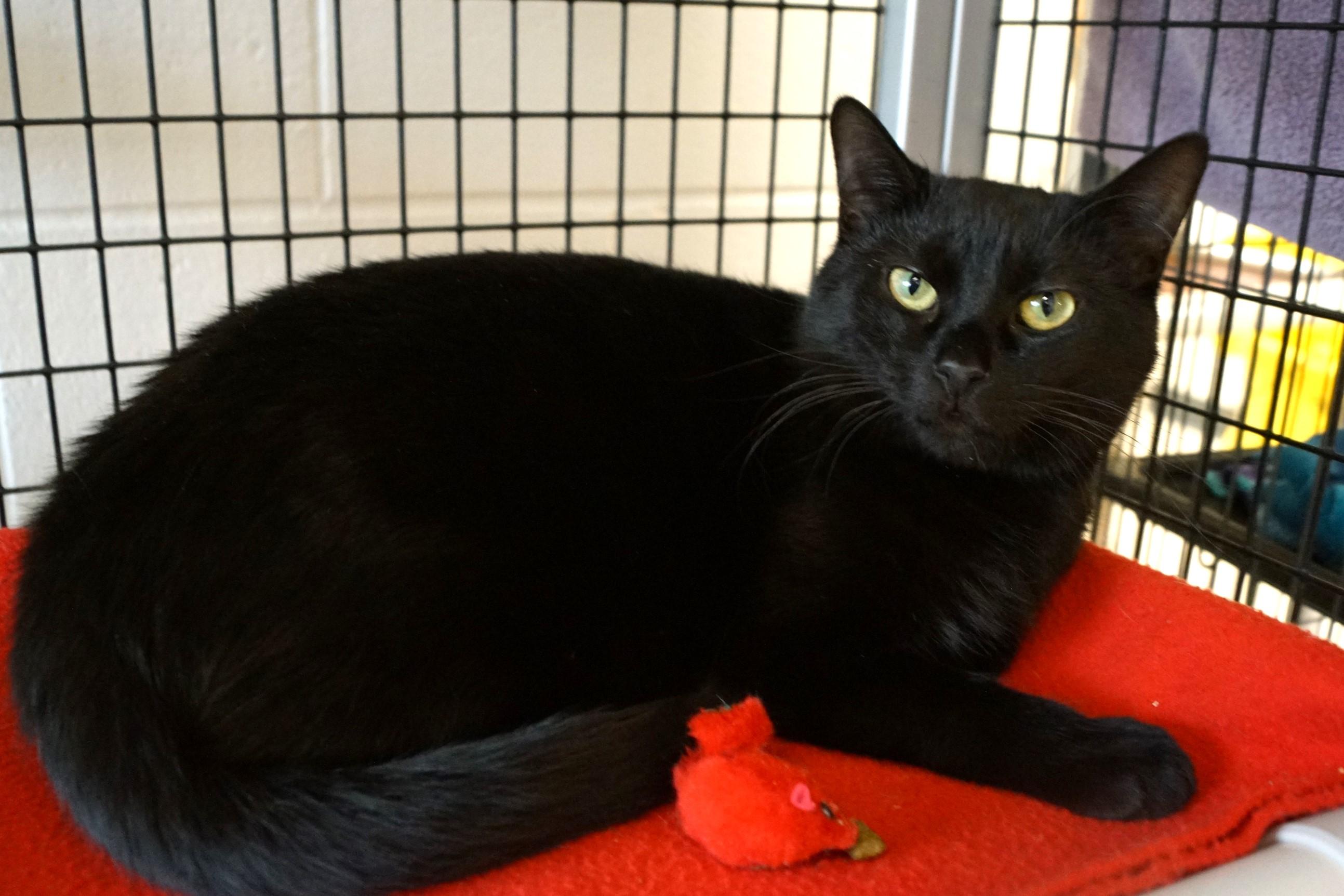 Rhythm, a Adoptable Domestic Short Hair in New Milford, CT image 6/6