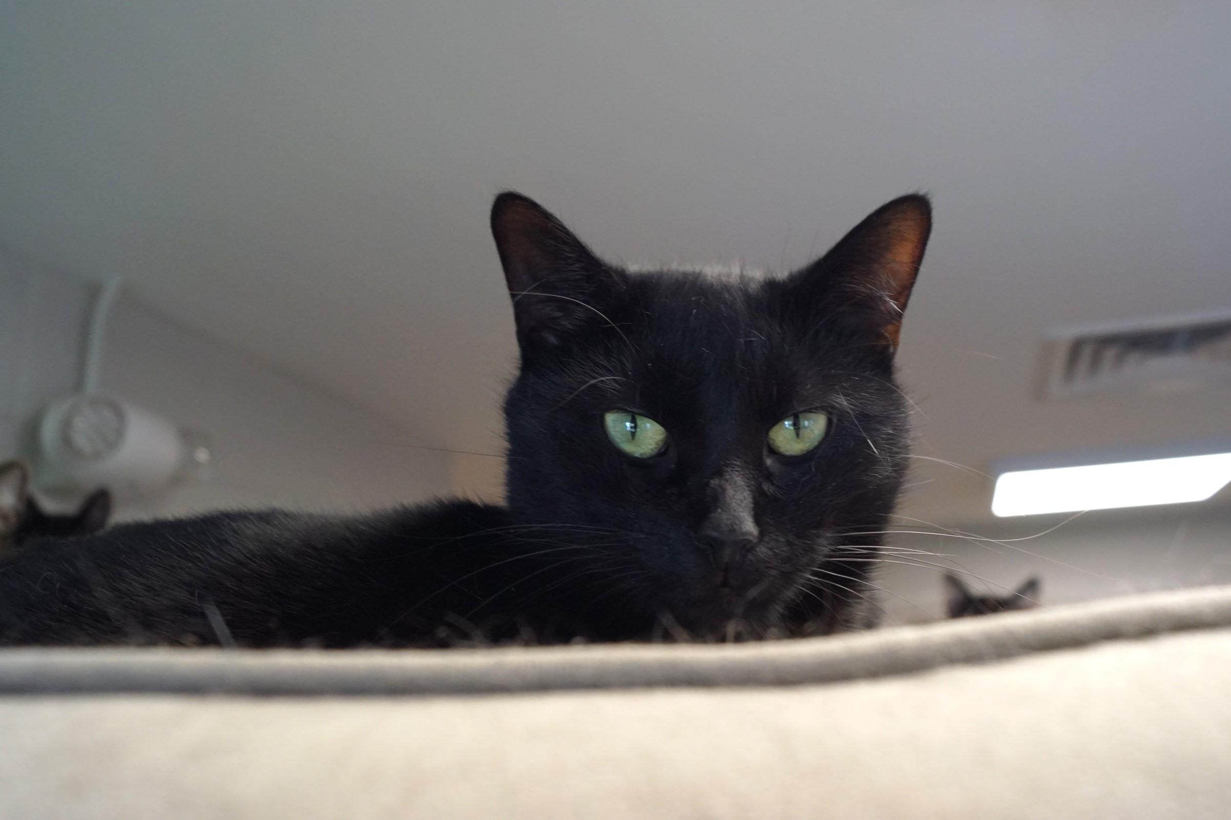 Rhythm, a Adoptable Domestic Short Hair in New Milford, CT image 2/6