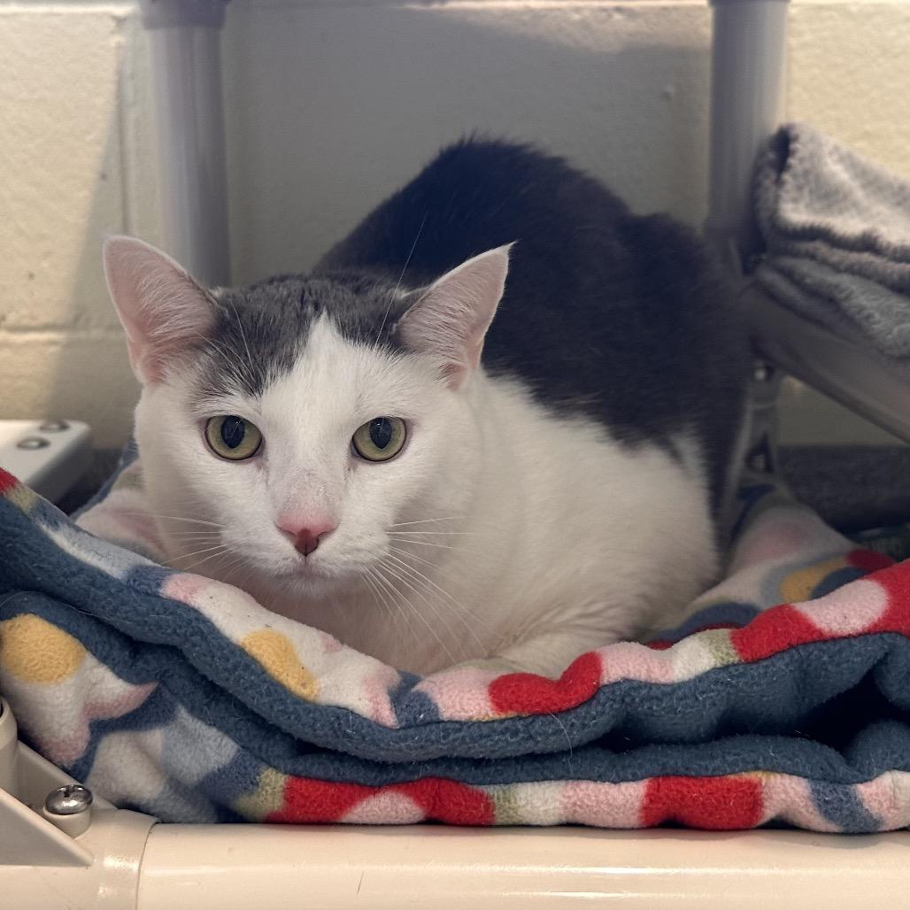 Rudy, Adoptable, Adult Male Domestic Short Hair.