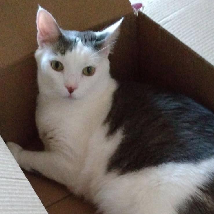 Enlarge Rudy, a Adoptable Domestic Short Hair in Chesapeake, VA image 1/1