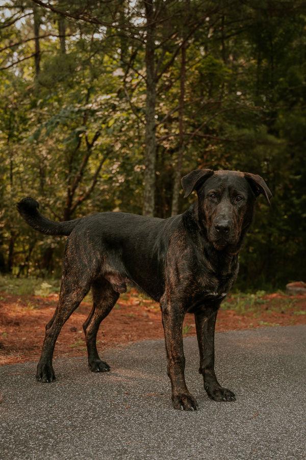 25-05-1417 S'Mores, Adoptable, Adult Male Labrador Retriever.
