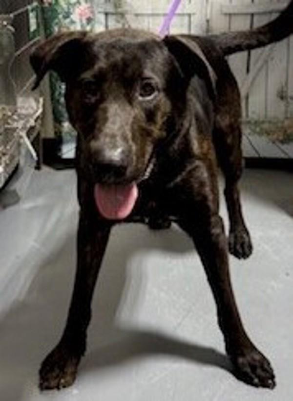 Enlarge 25-05-1417 S'Mores, a Adoptable mixed breed in Dallas, GA image 2/3