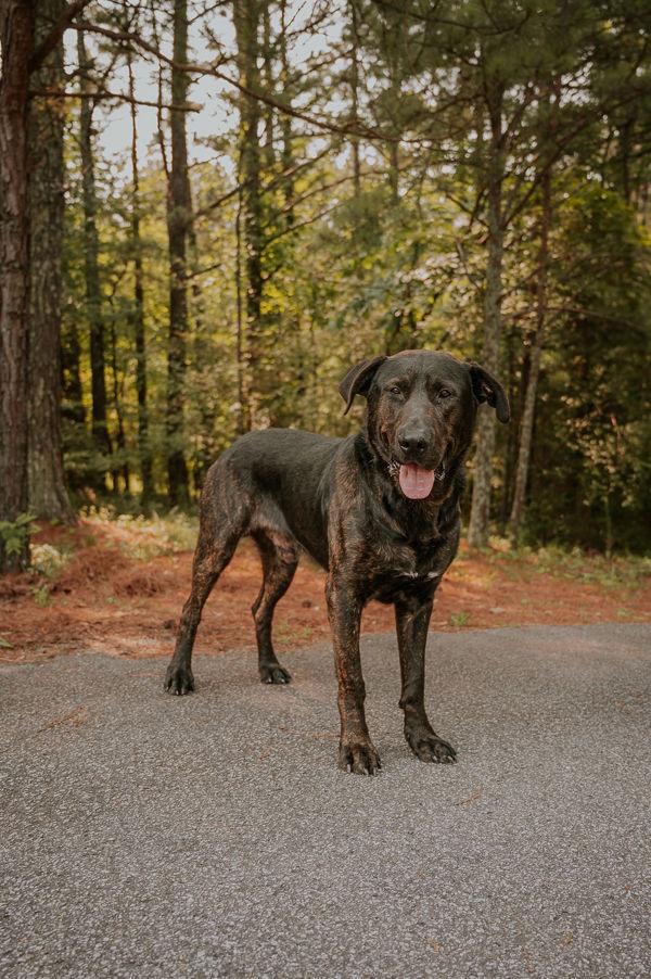 Enlarge 25-05-1417 S'Mores, a Adoptable mixed breed in Dallas, GA image 3/3