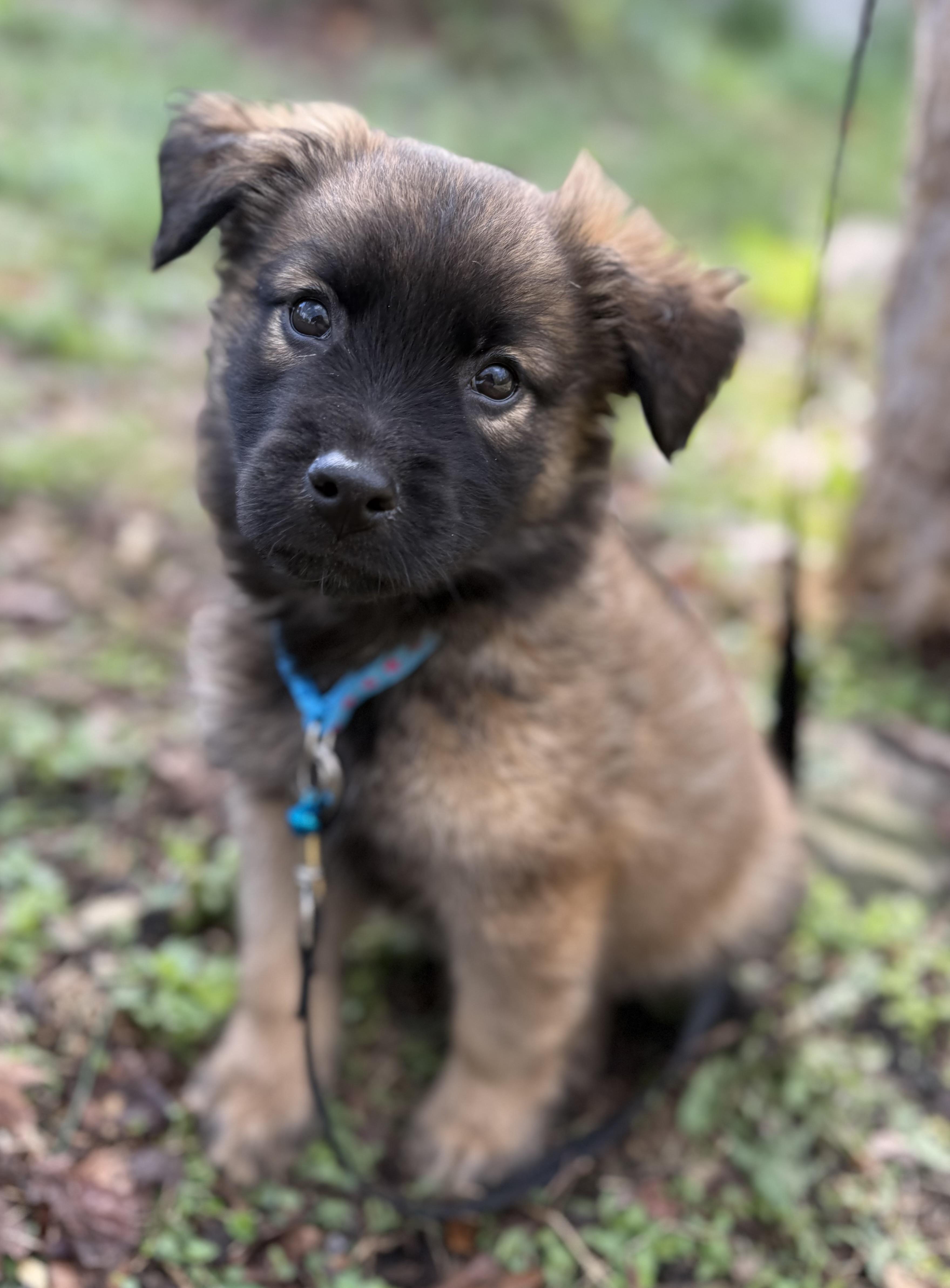 Truffles, adopted, Puppy Male Australian Shepherd & Jack Russell Terrier.