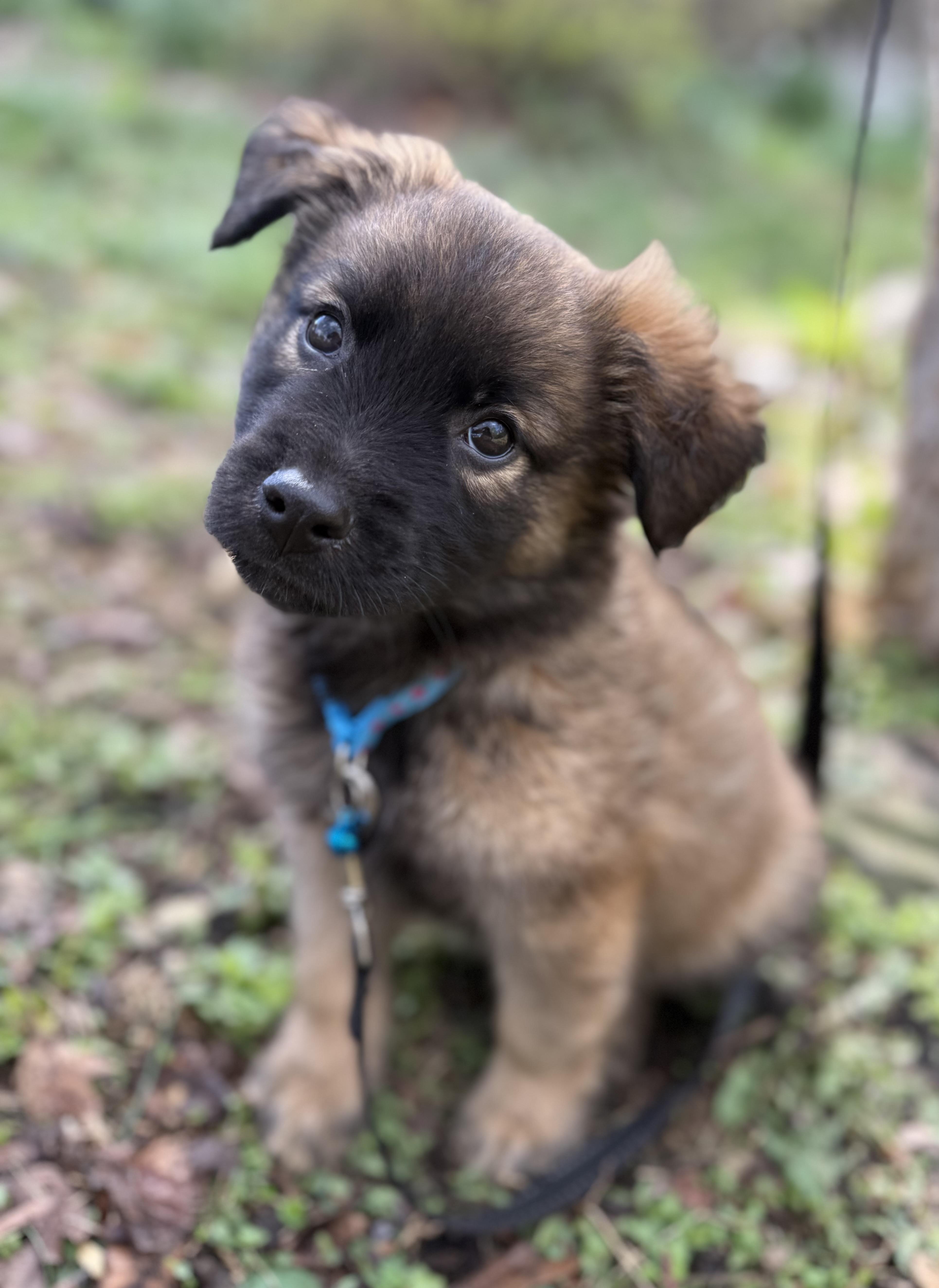Enlarge Truffles, an adopted mixed breed in Tomkins Cove, NY image 4/5