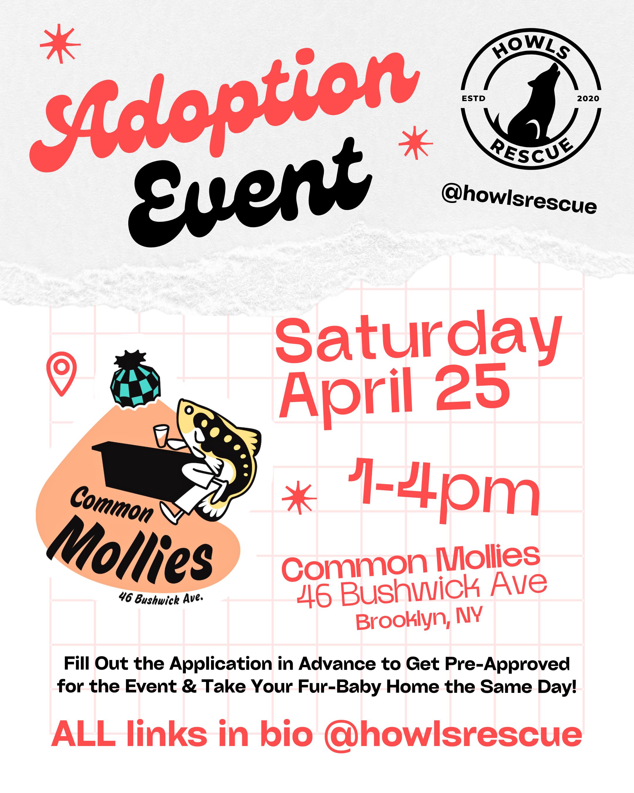 Enlarge Truffles, an adopted mixed breed in Tomkins Cove, NY image 5/5