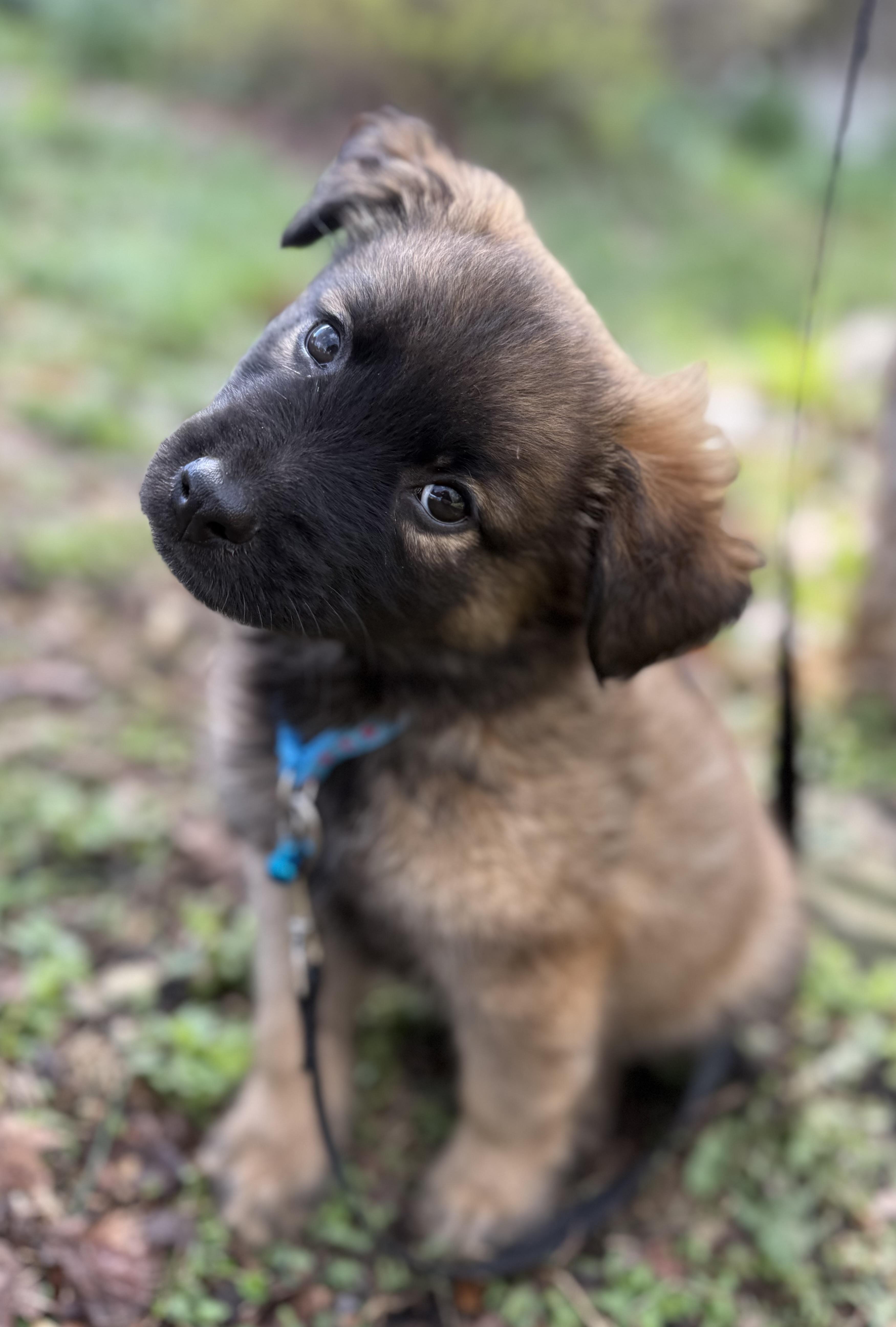 Enlarge Truffles, an adopted mixed breed in Tomkins Cove, NY image 2/5