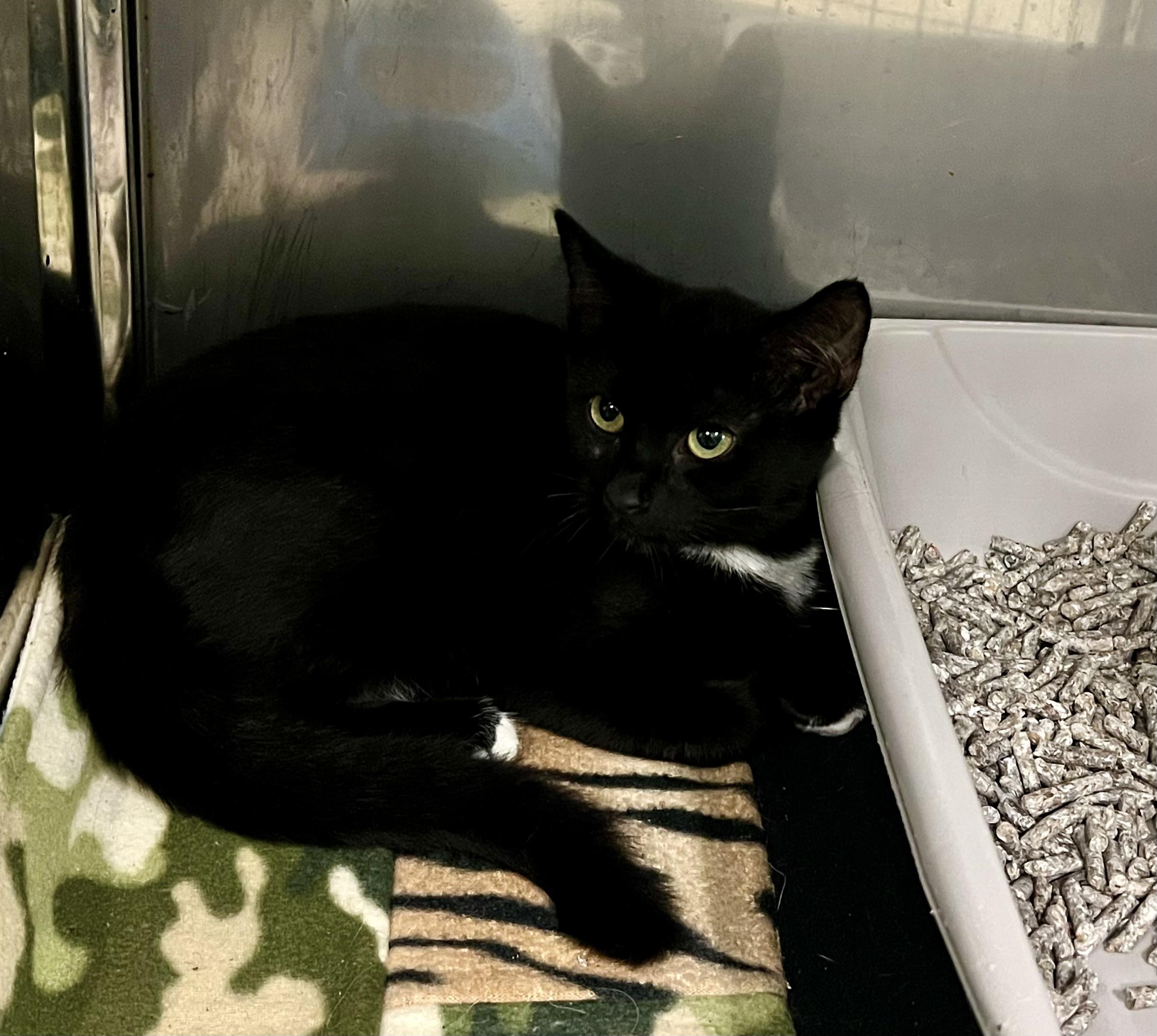 Enlarge Leonardo, a Adoptable Domestic Short Hair in sparta, NC image 1/1
