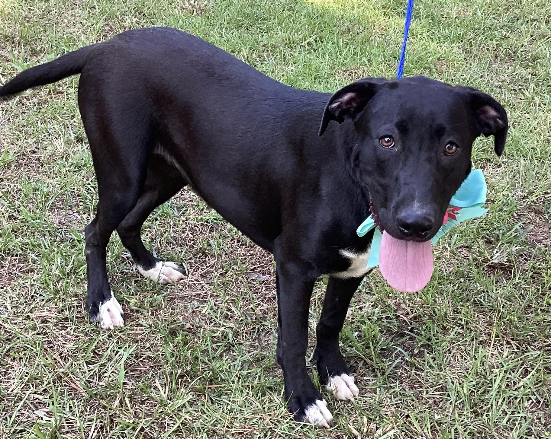 FIONIE, Adoptable, Young Female Labrador Retriever & Bulldog.