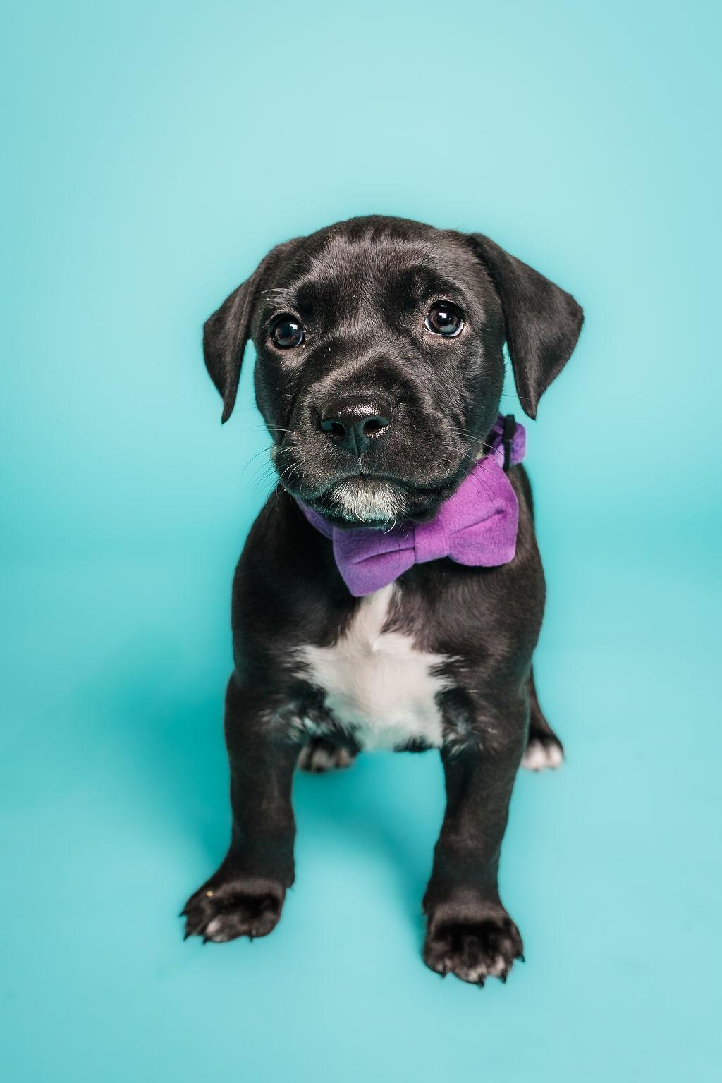 Enlarge Morticia, a Adoptable mixed breed in Columbia, MO image 1/3