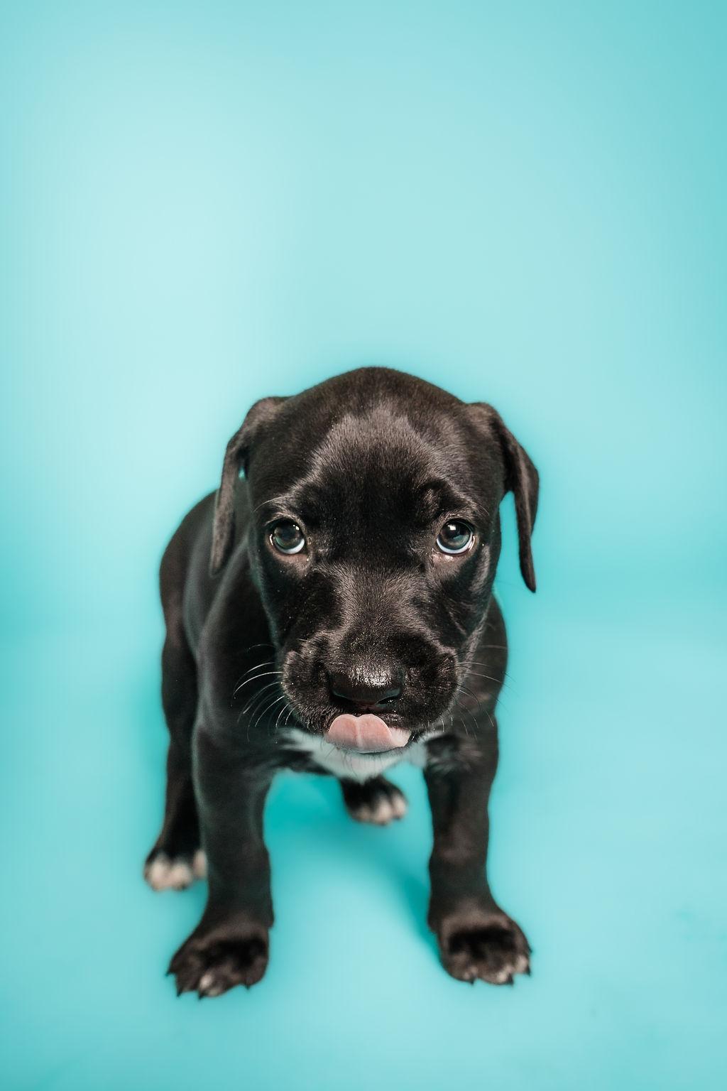 Enlarge Morticia, a Adoptable mixed breed in Columbia, MO image 2/3