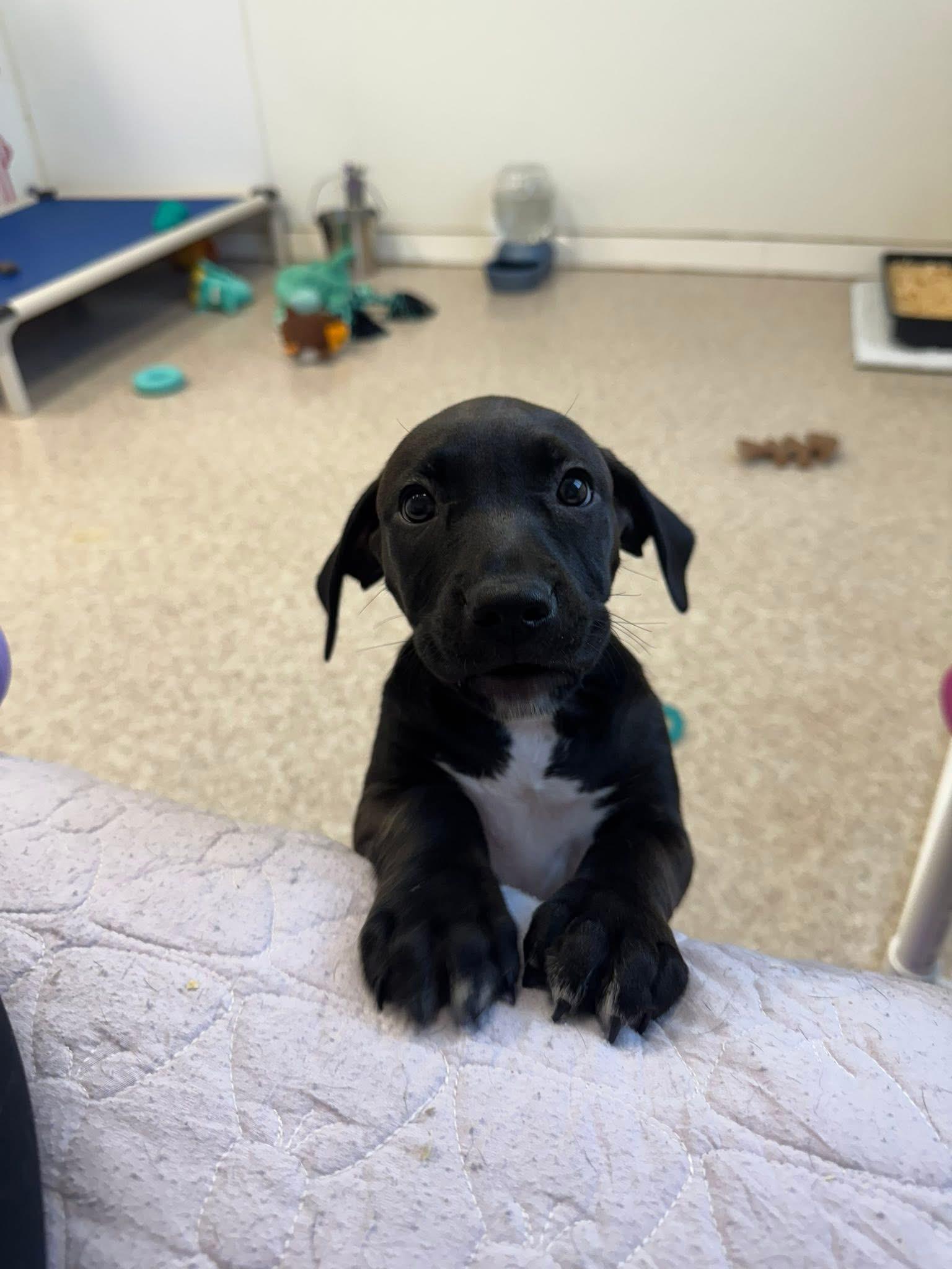 Enlarge Morticia, a Adoptable mixed breed in Columbia, MO image 3/3