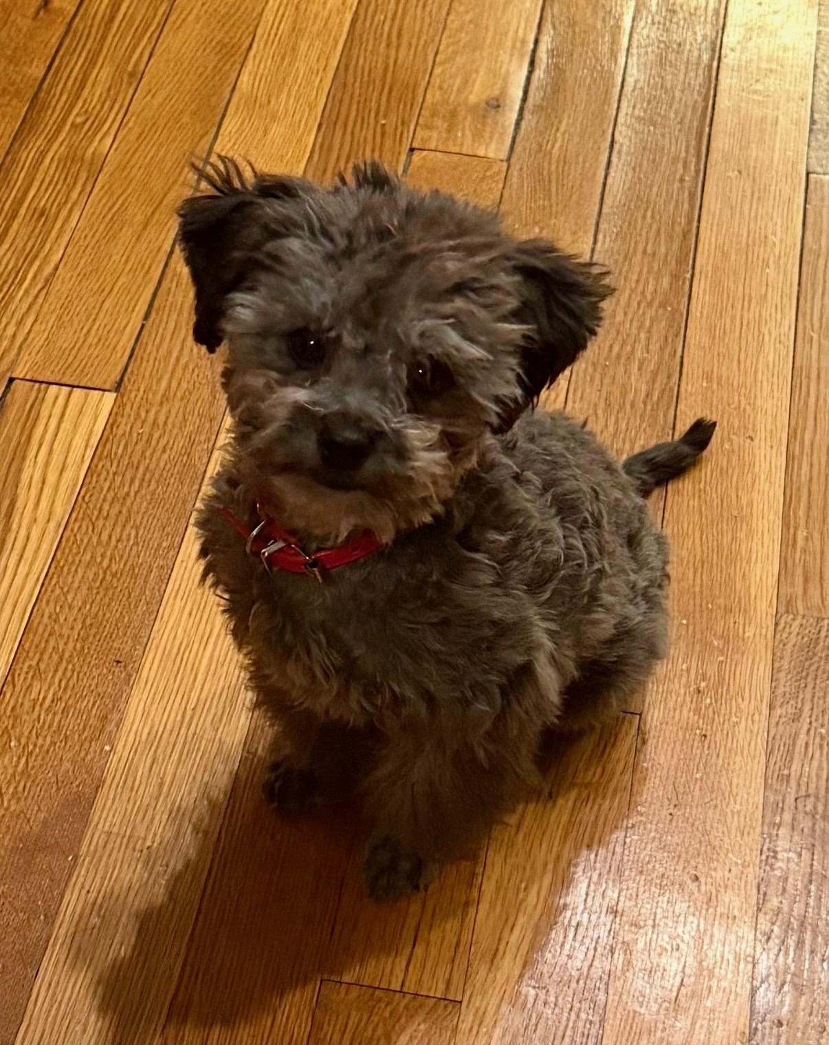 Toby, ADOPTABLE, Puppy Male Poodle (Toy).