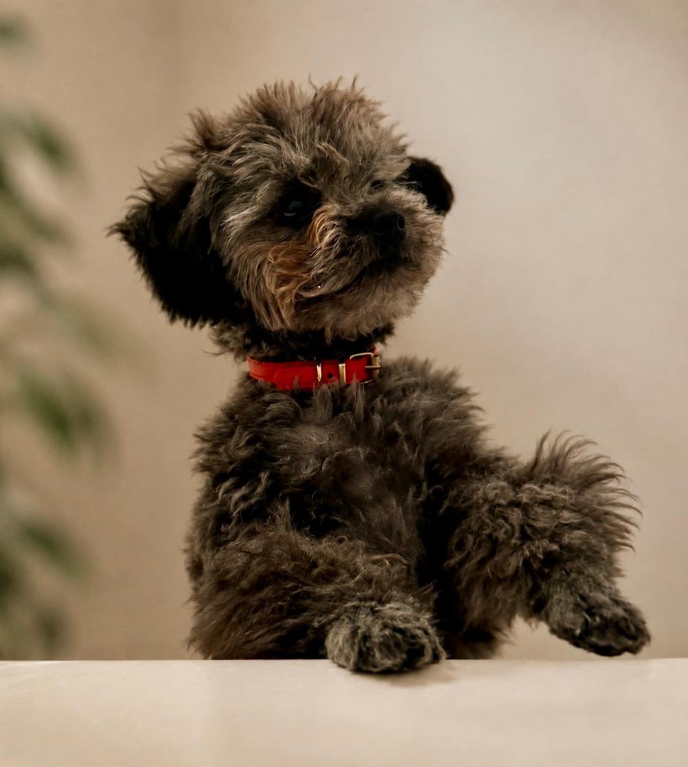 Toby, a ADOPTABLE Poodle (Toy) in Puyallup, WA image 2/2
