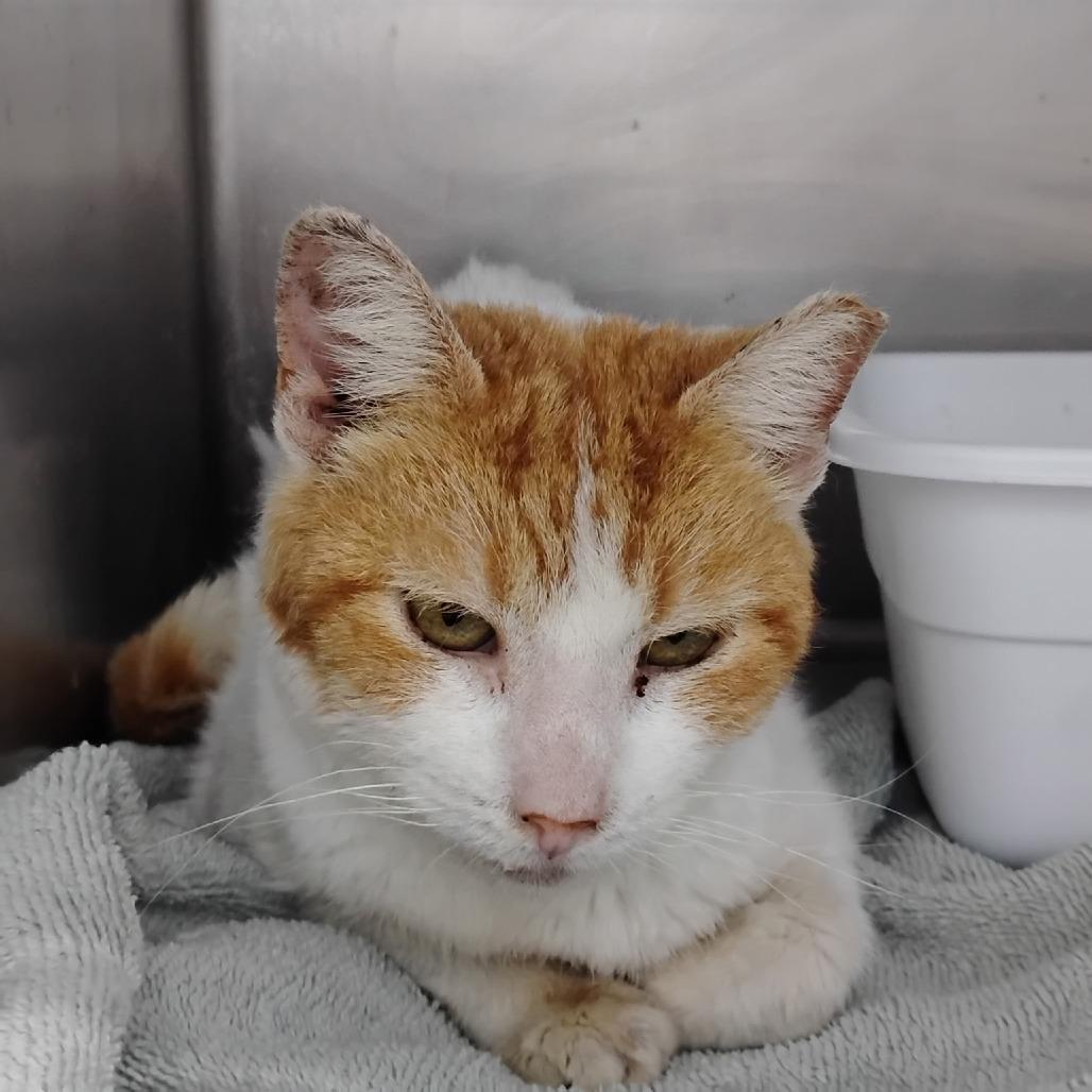 KiKi, Adoptable, Adult Female Domestic Short Hair.