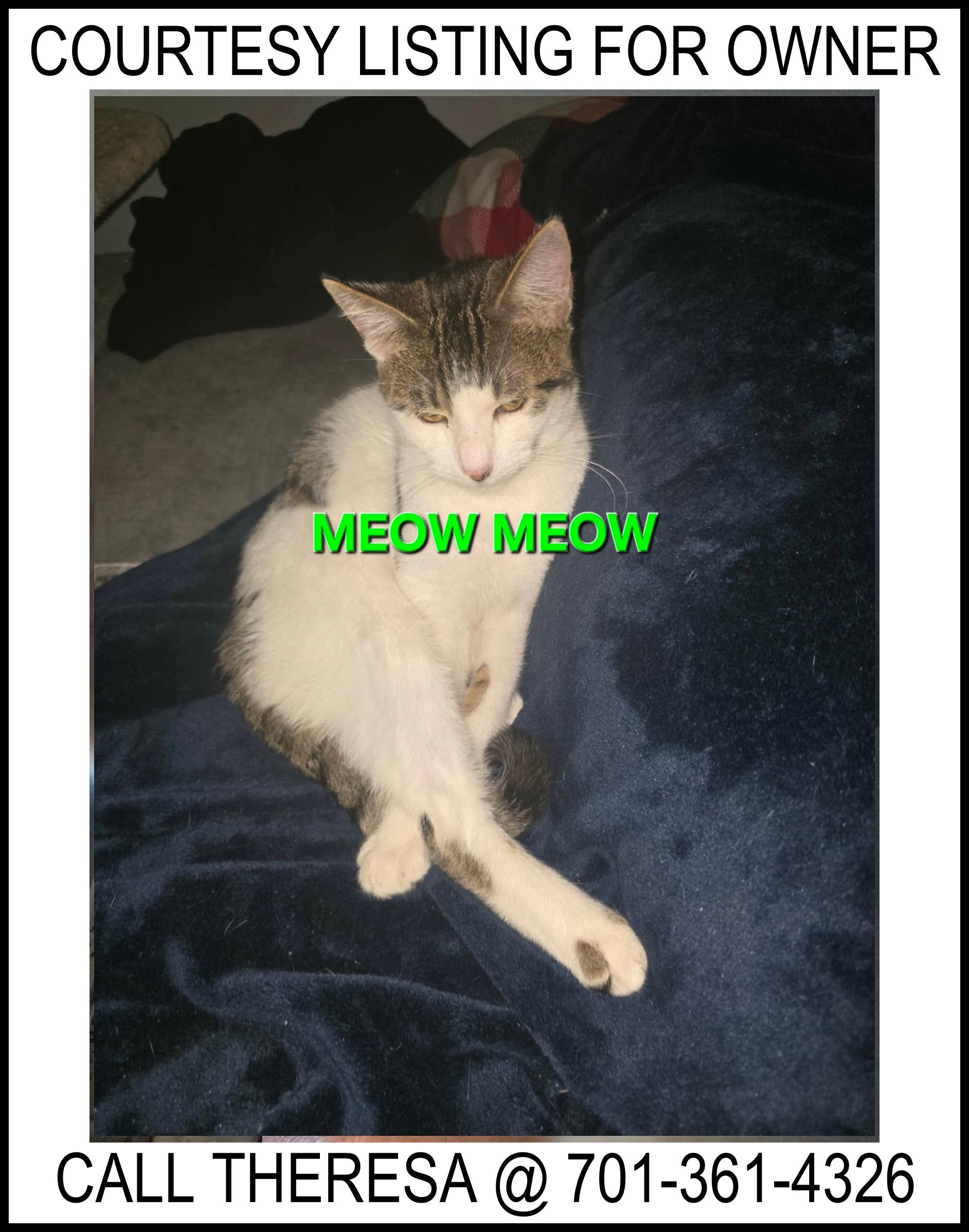 Meow Meow - COURTESY LISTING FOR OWNER, ADOPTABLE, Young Male Domestic Short Hair.